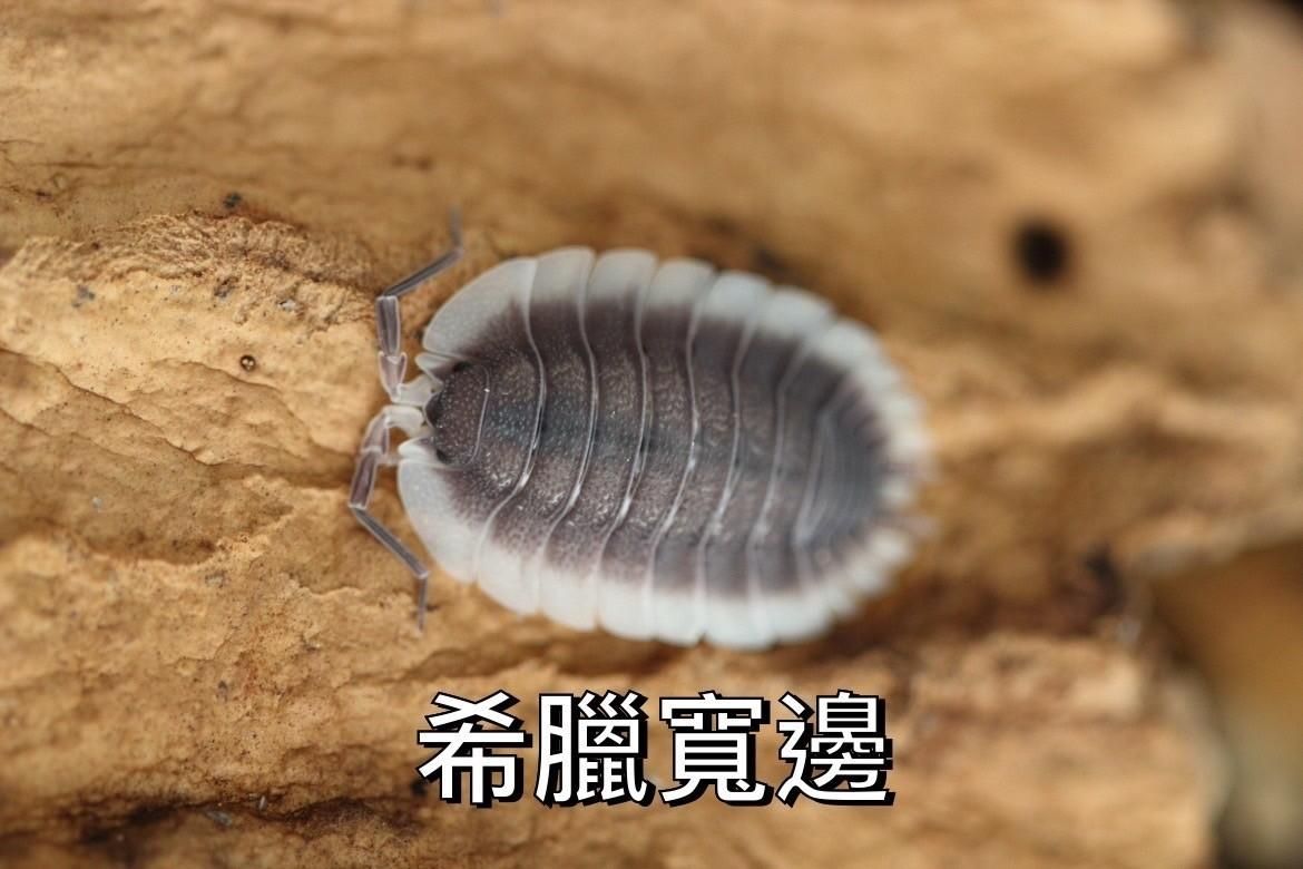 P屬鼠婦
