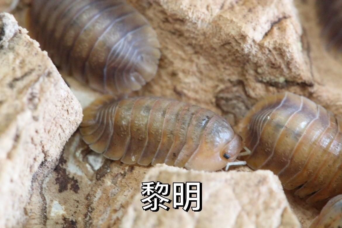 其他 鼠婦