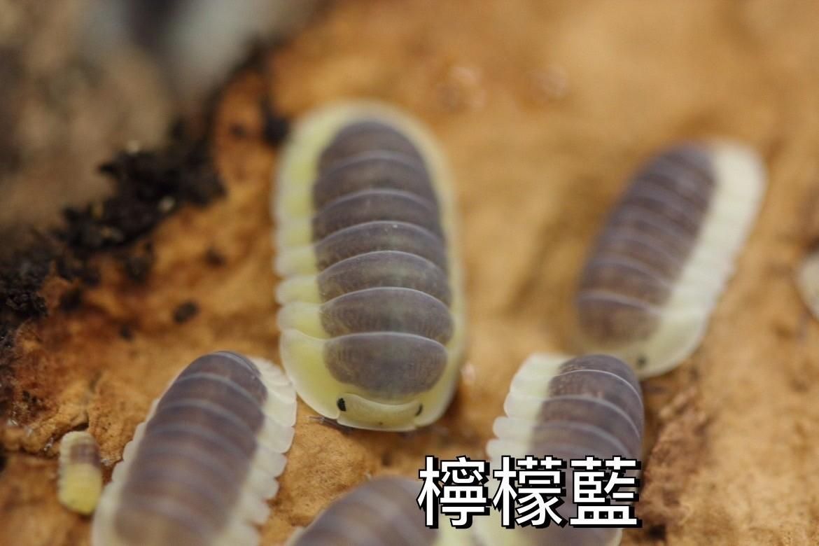 C屬 鼠婦