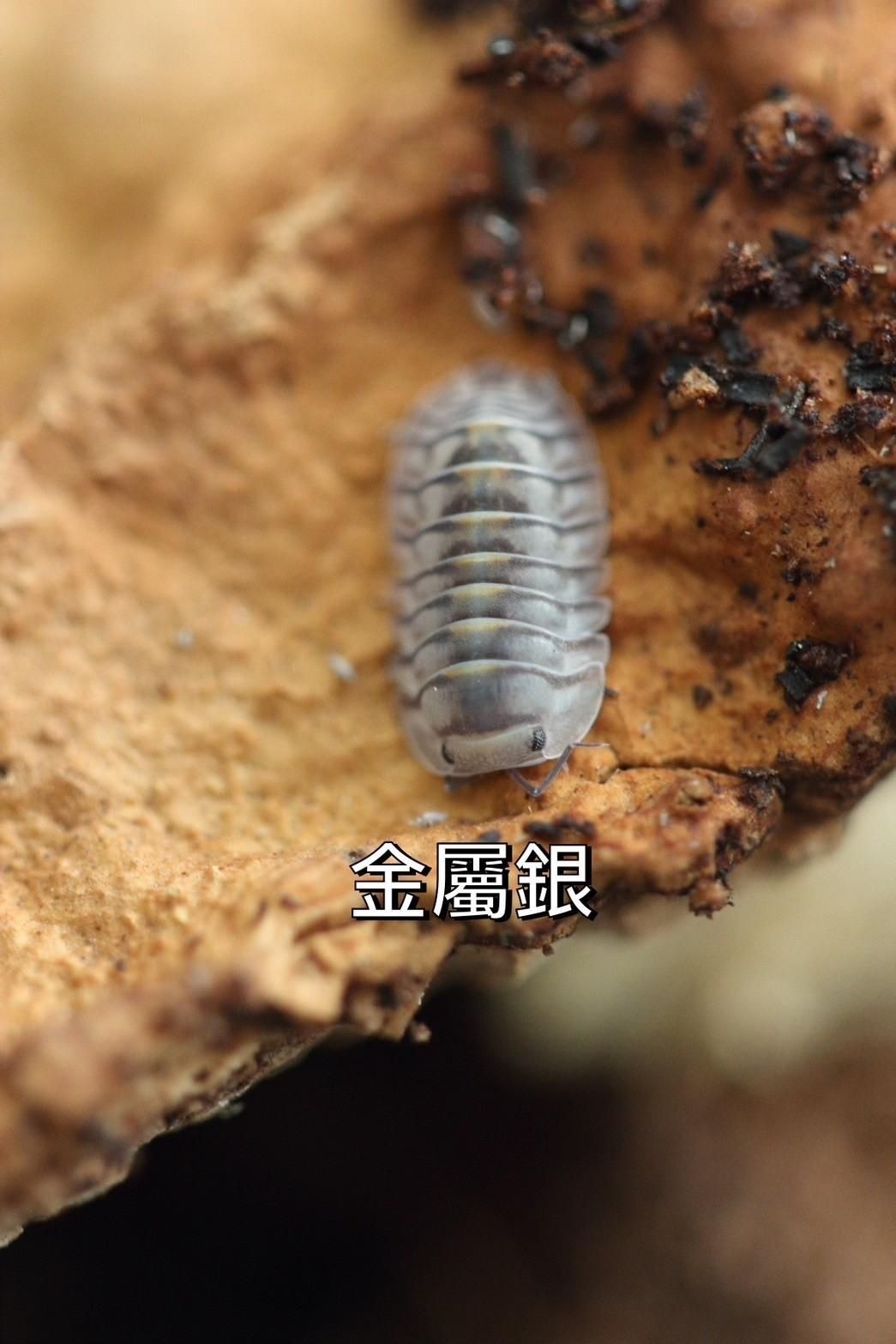 其他 鼠婦