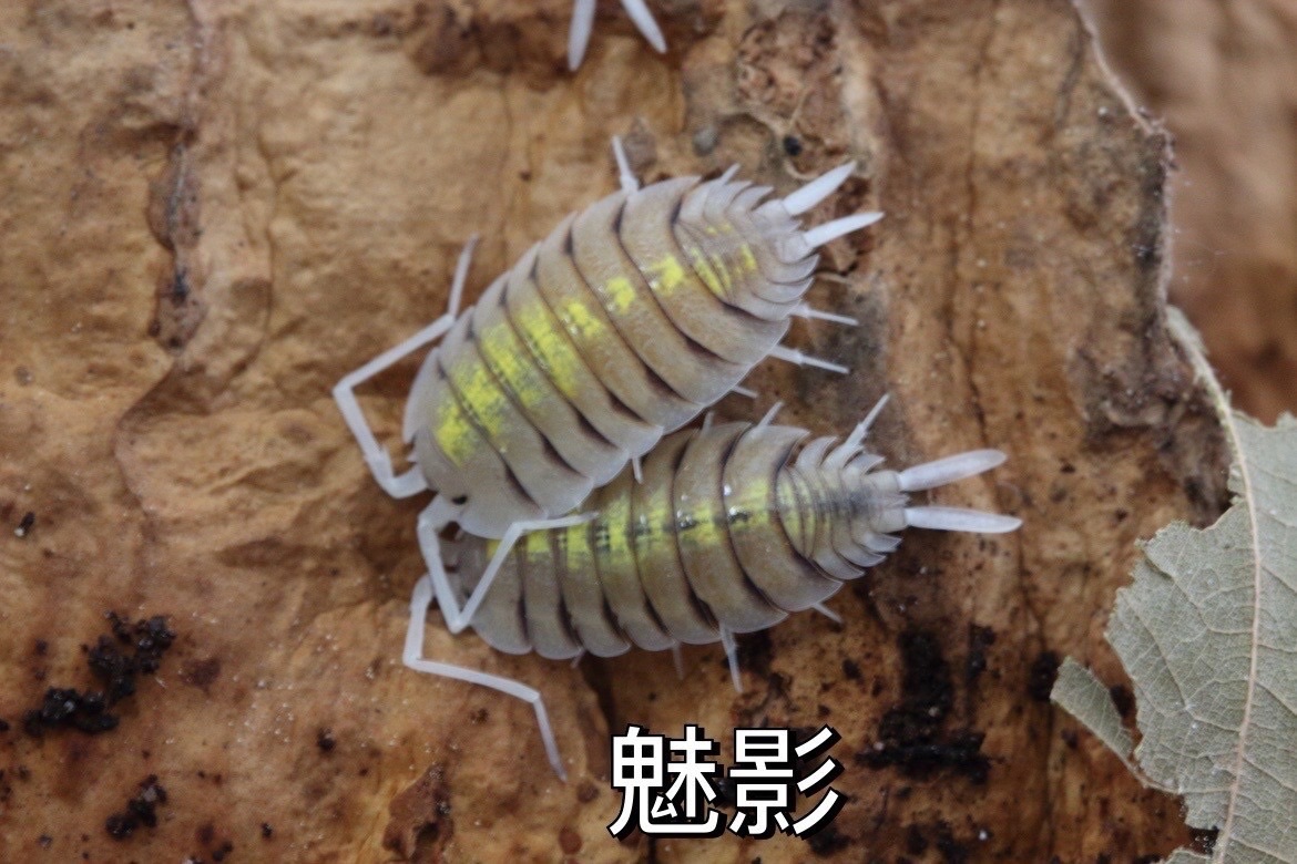 P屬 鼠婦