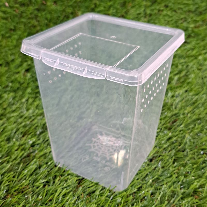 快樂蟲拜 【小樹棲盒】螳螂飼養盒 昆蟲竹節蟲葉脩蟋蟀螽斯蝴蝶爬蟲