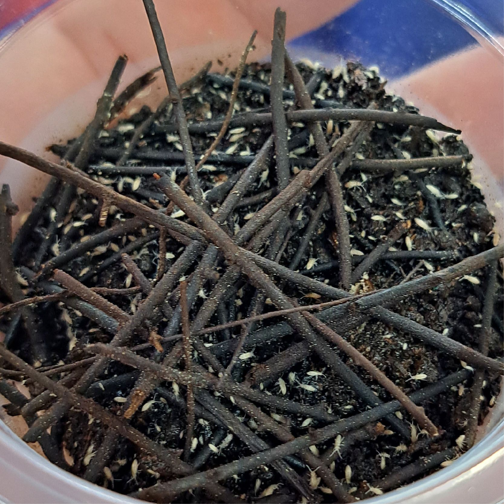 快樂蟲拜 【餌料用跳蟲】  螳螂箭毒蛙跳蛛螞蟻生態缸造景