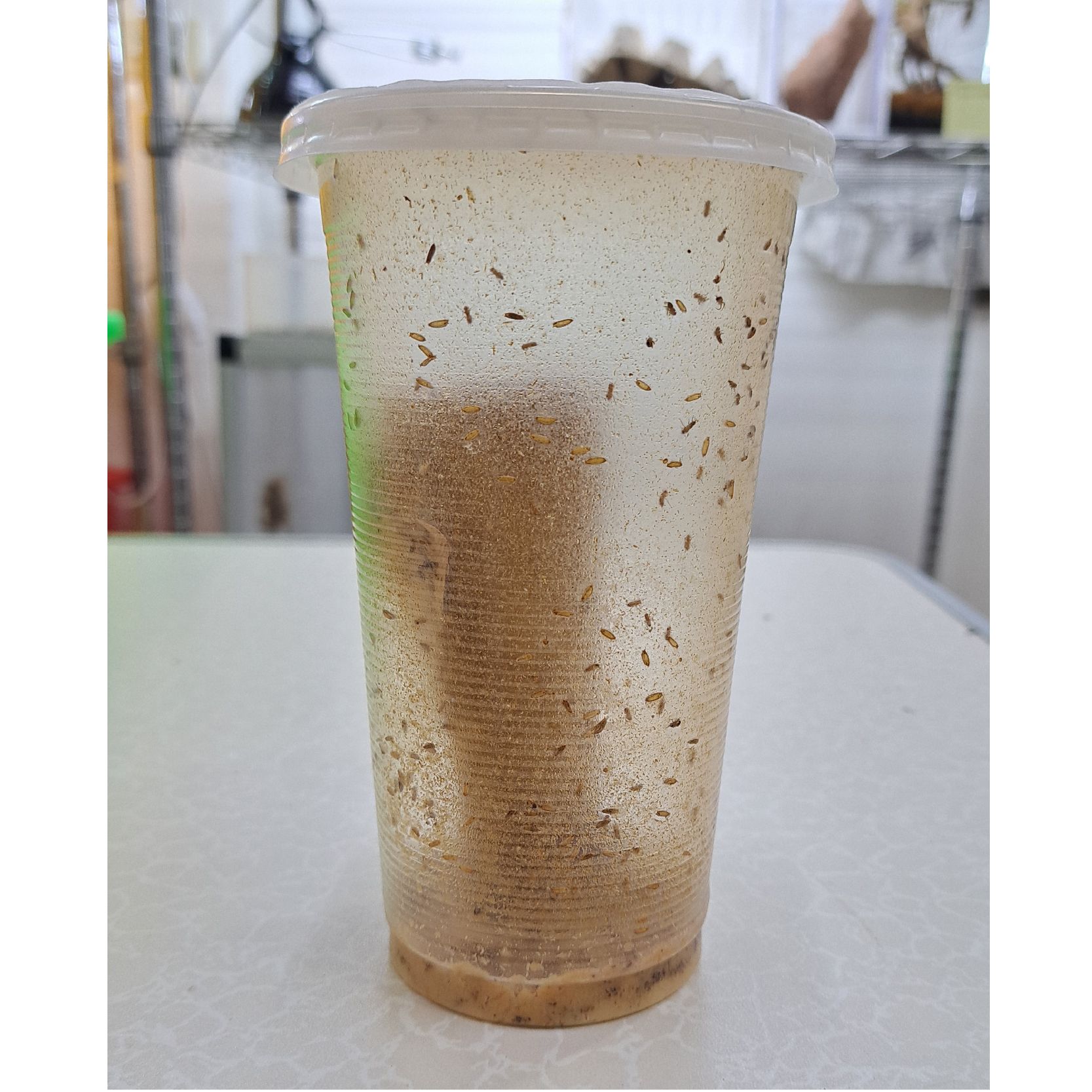 快樂蟲拜 【餌料用果蠅】    螳螂箭毒蛙跳蛛螞蟻生態缸造景