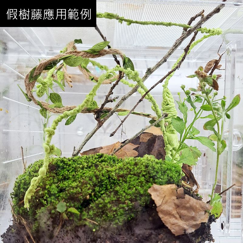 快樂蟲拜 【造景假樹藤】  昆蟲竹節蟲葉脩蟋蟀螽斯蝴蝶爬蟲