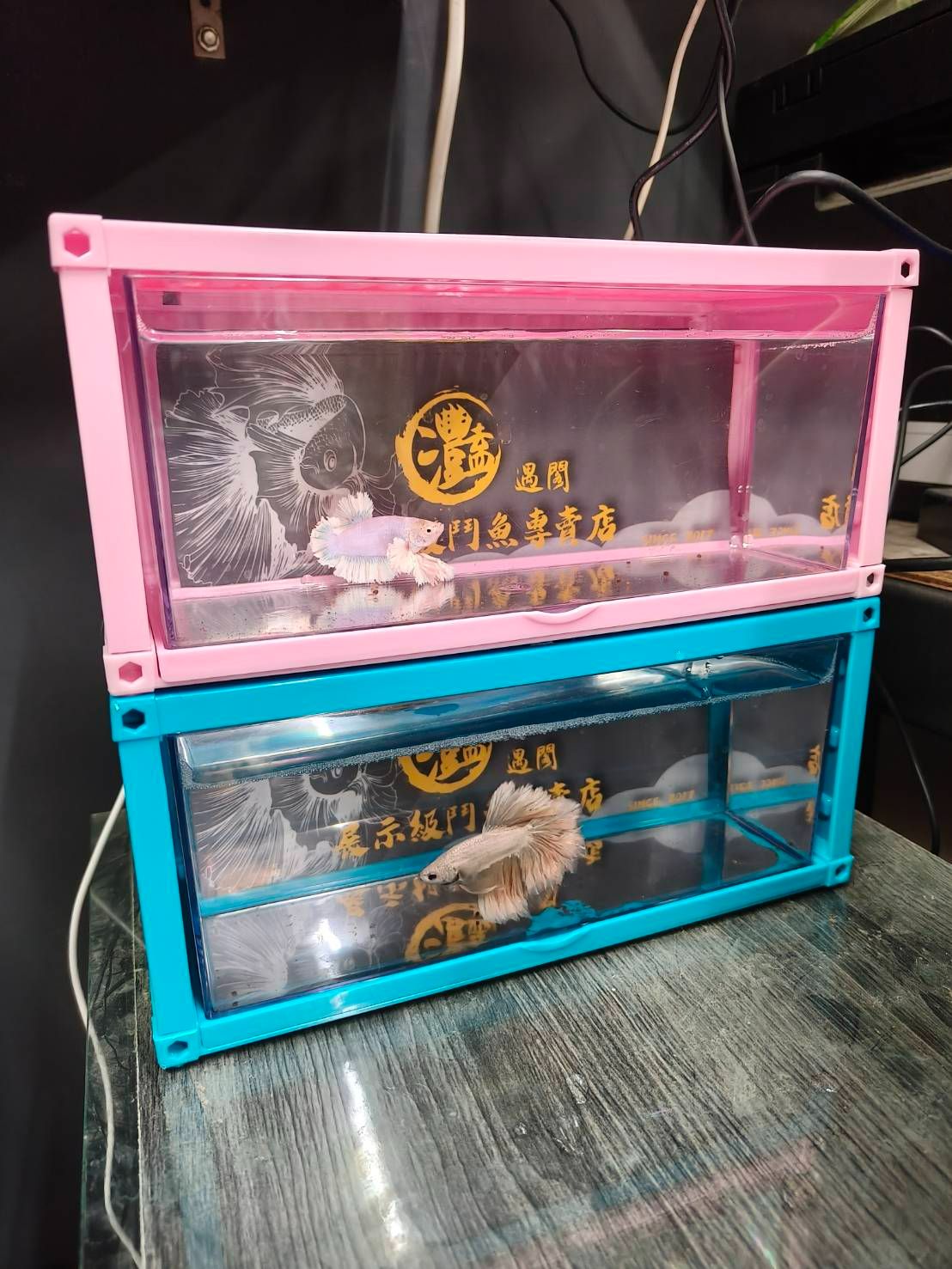 （預購.預計4/13陸續寄出）新款淘氣貨櫃鬥魚缸