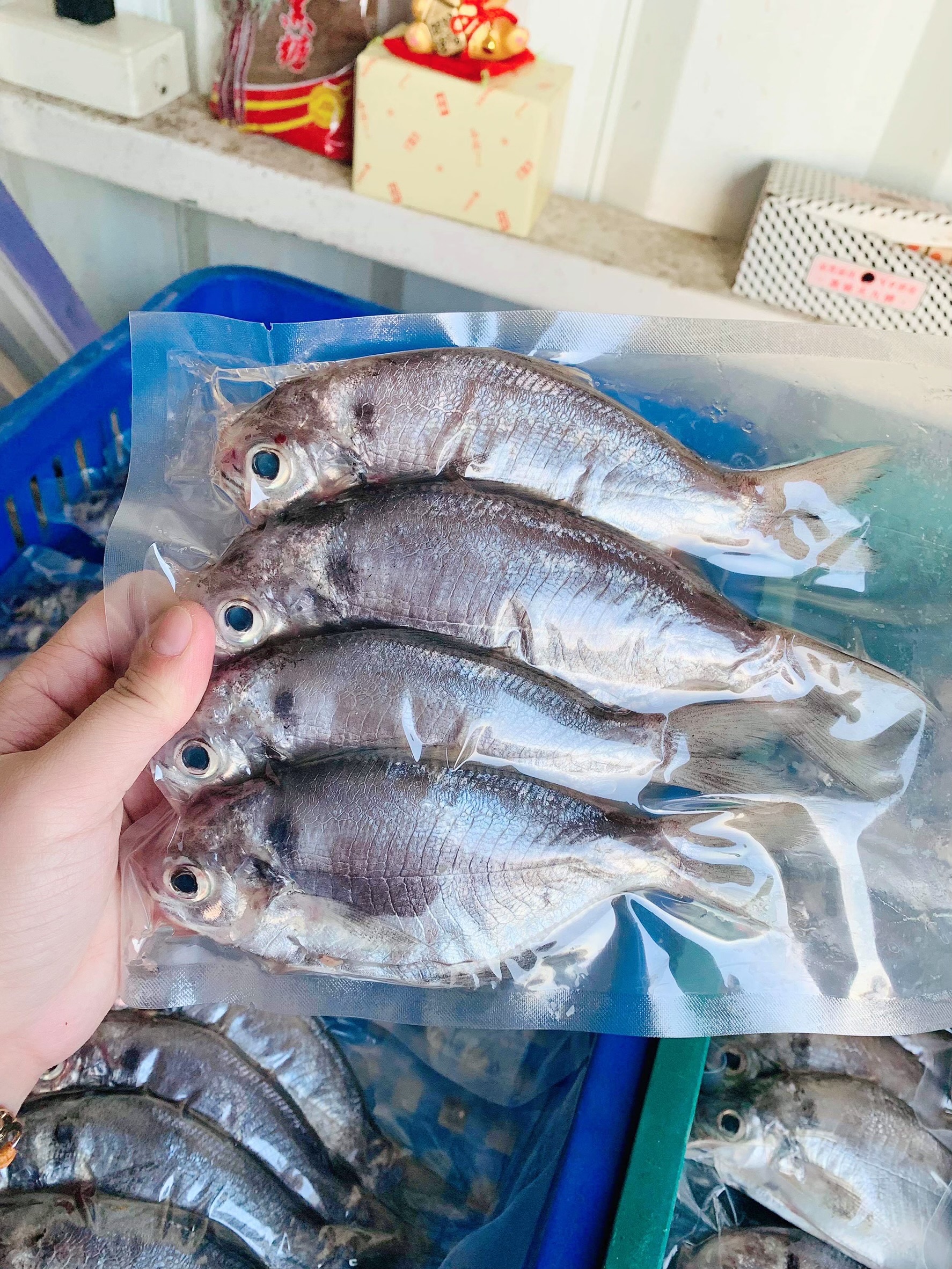 澎湖 - 白金肉魚