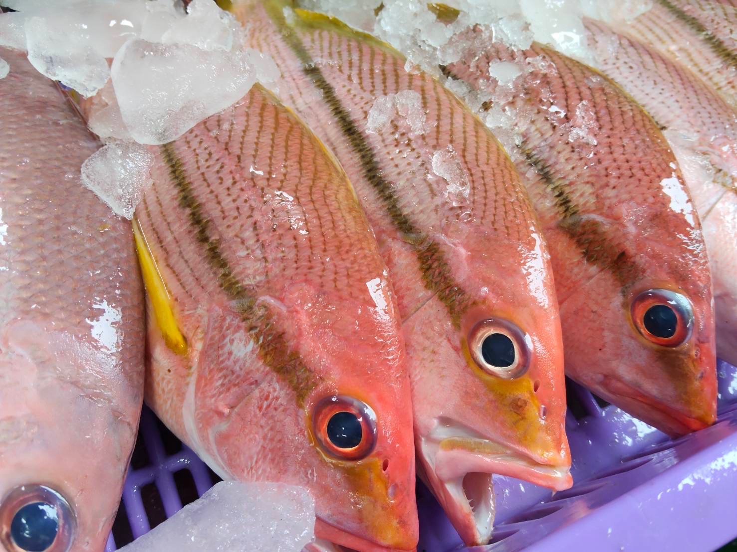 澎湖野生手釣鮮魚