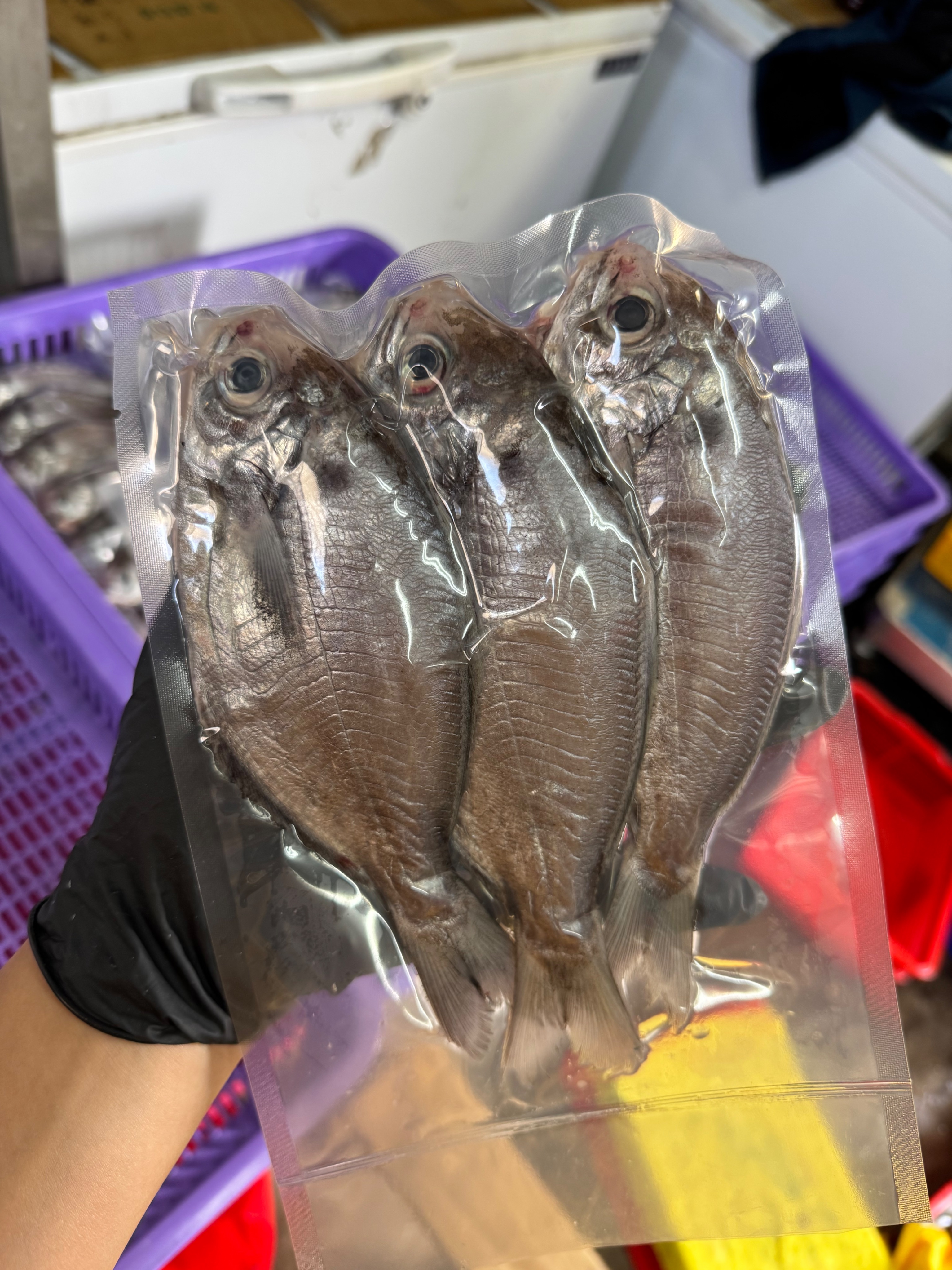 澎湖白金肉魚