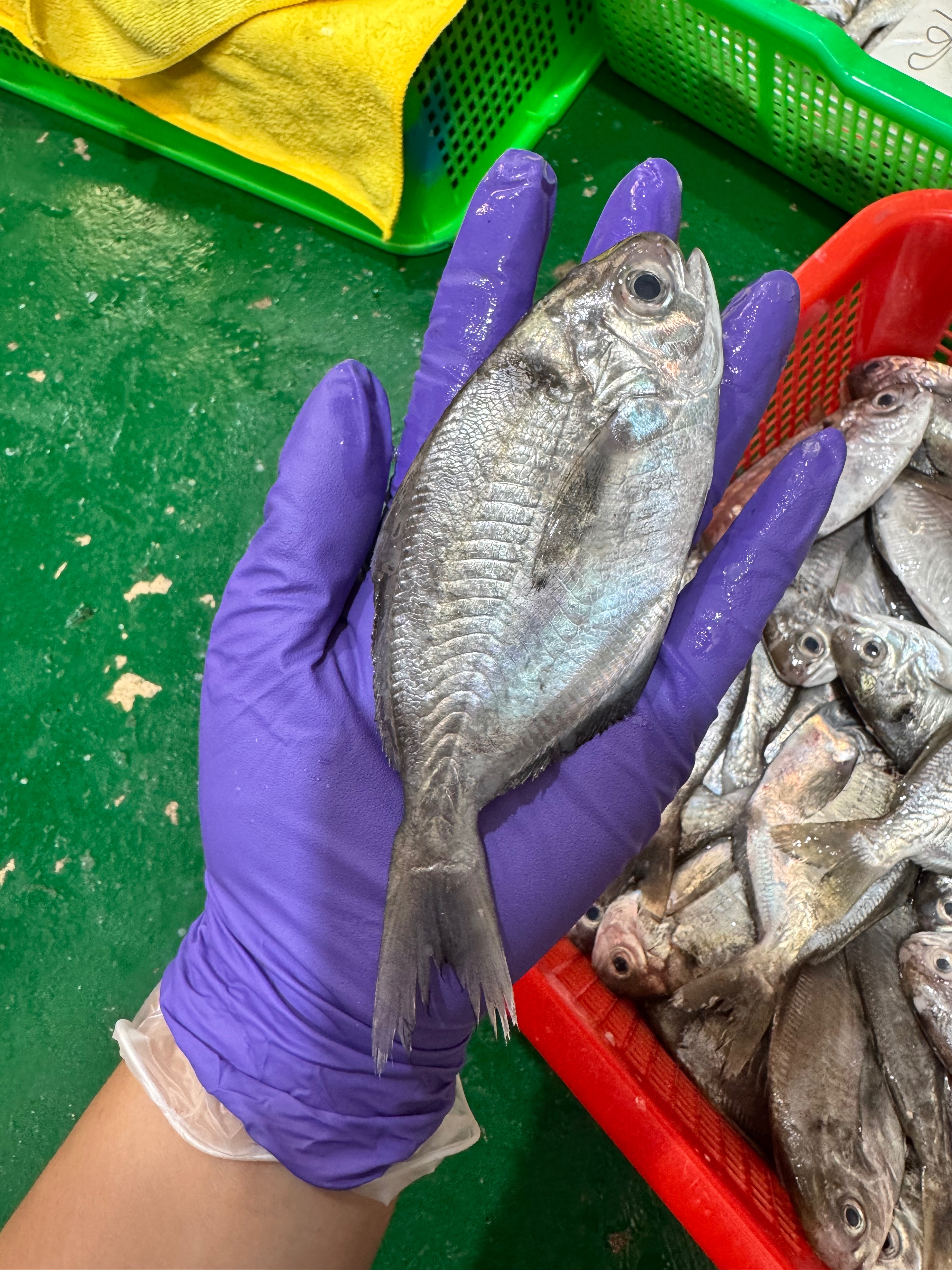 澎湖 ｜白金肉魚