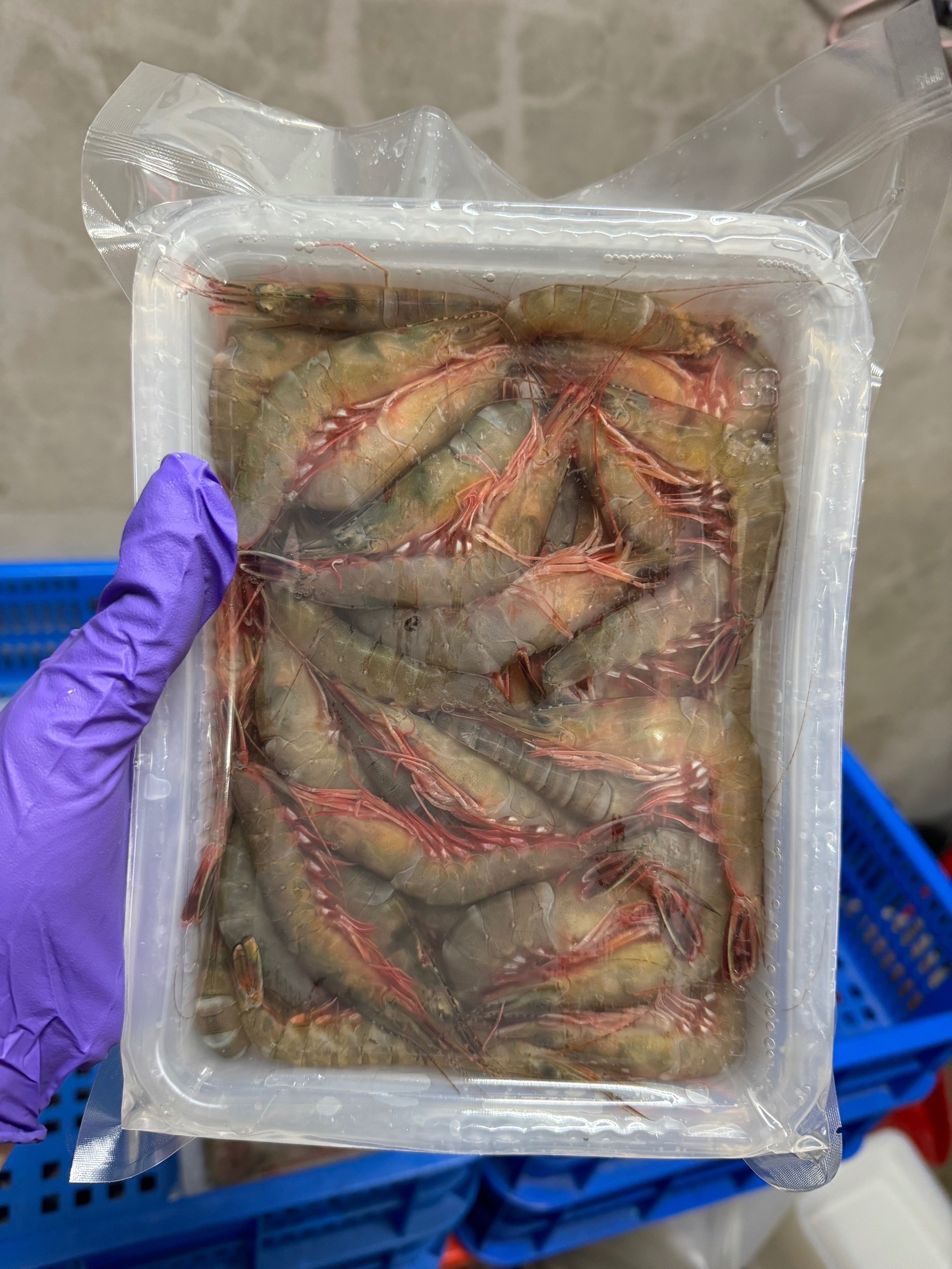 雙蝦組合🦐
