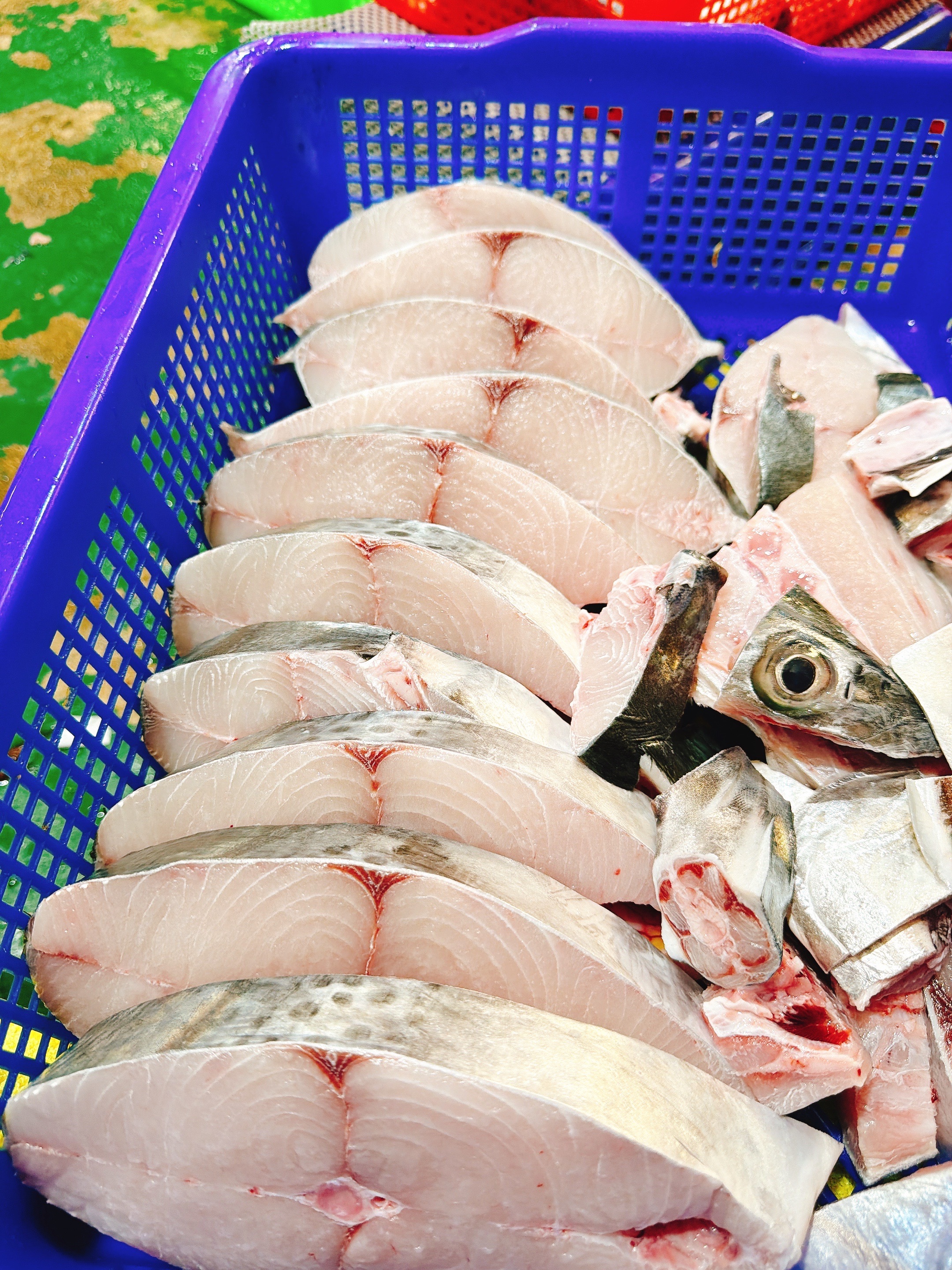 澎湖白鑽白腹魚