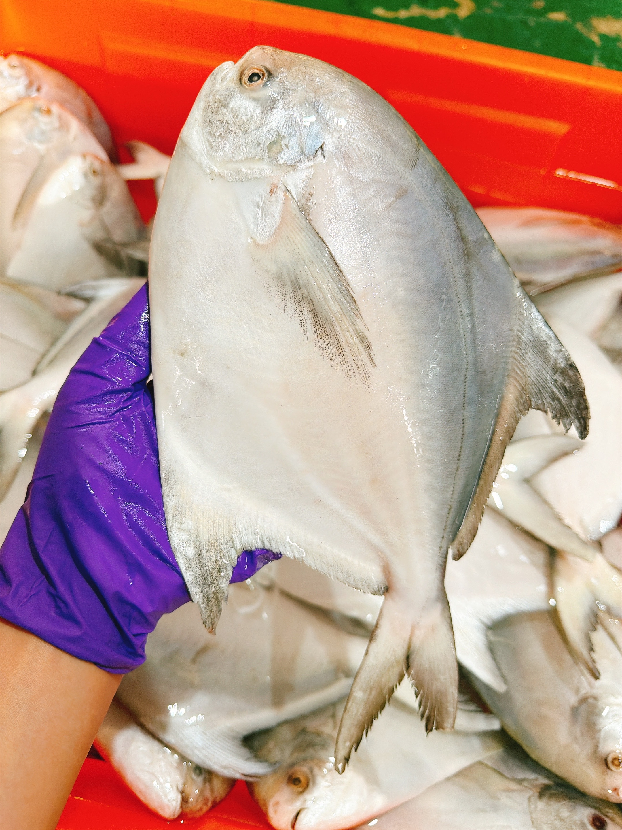 澎湖拖網白鯧魚