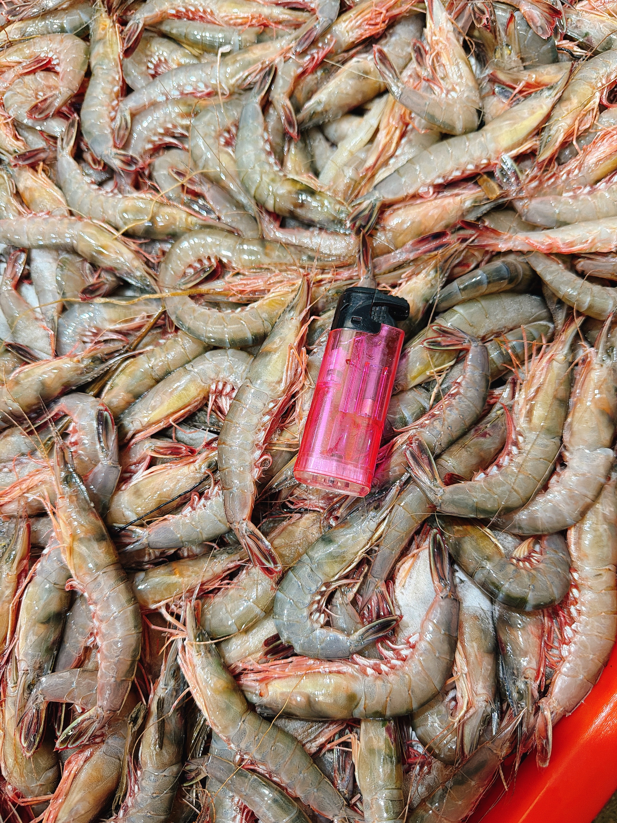 澎湖野生大劍蝦