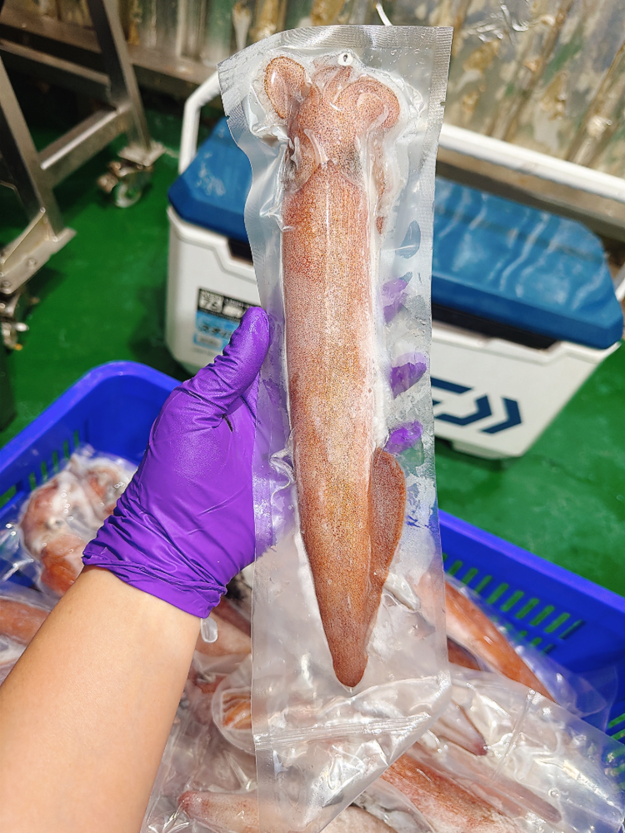澎湖新鮮小管 🦑