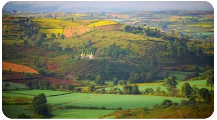 緬甸咖啡綠地 東南亞生豆冠軍