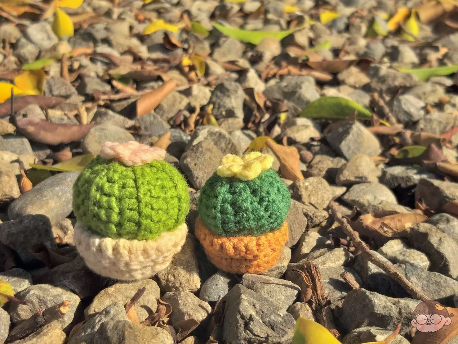🌵仙人掌盆栽