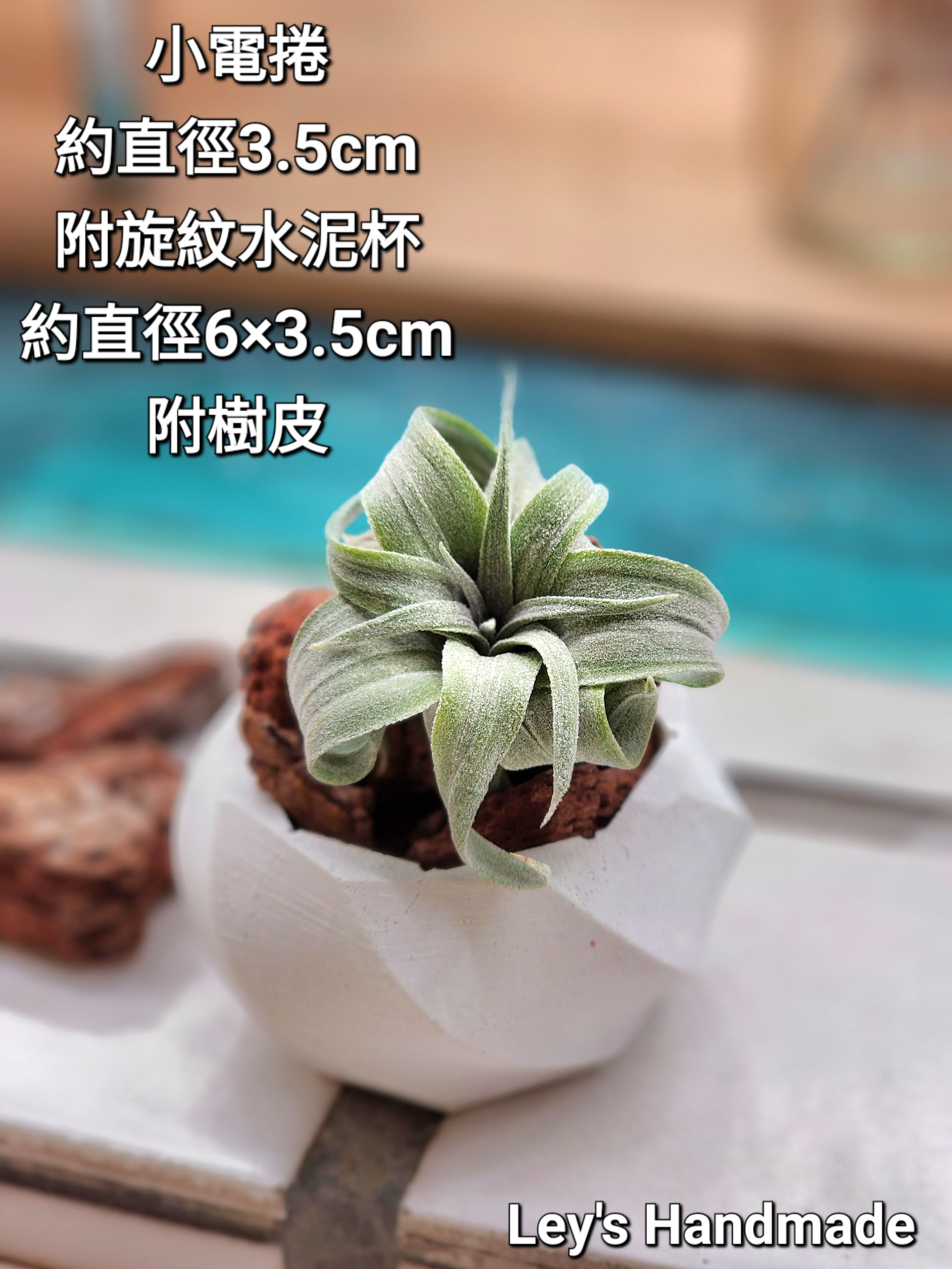 34號空氣鳳梨水泥杯盆組