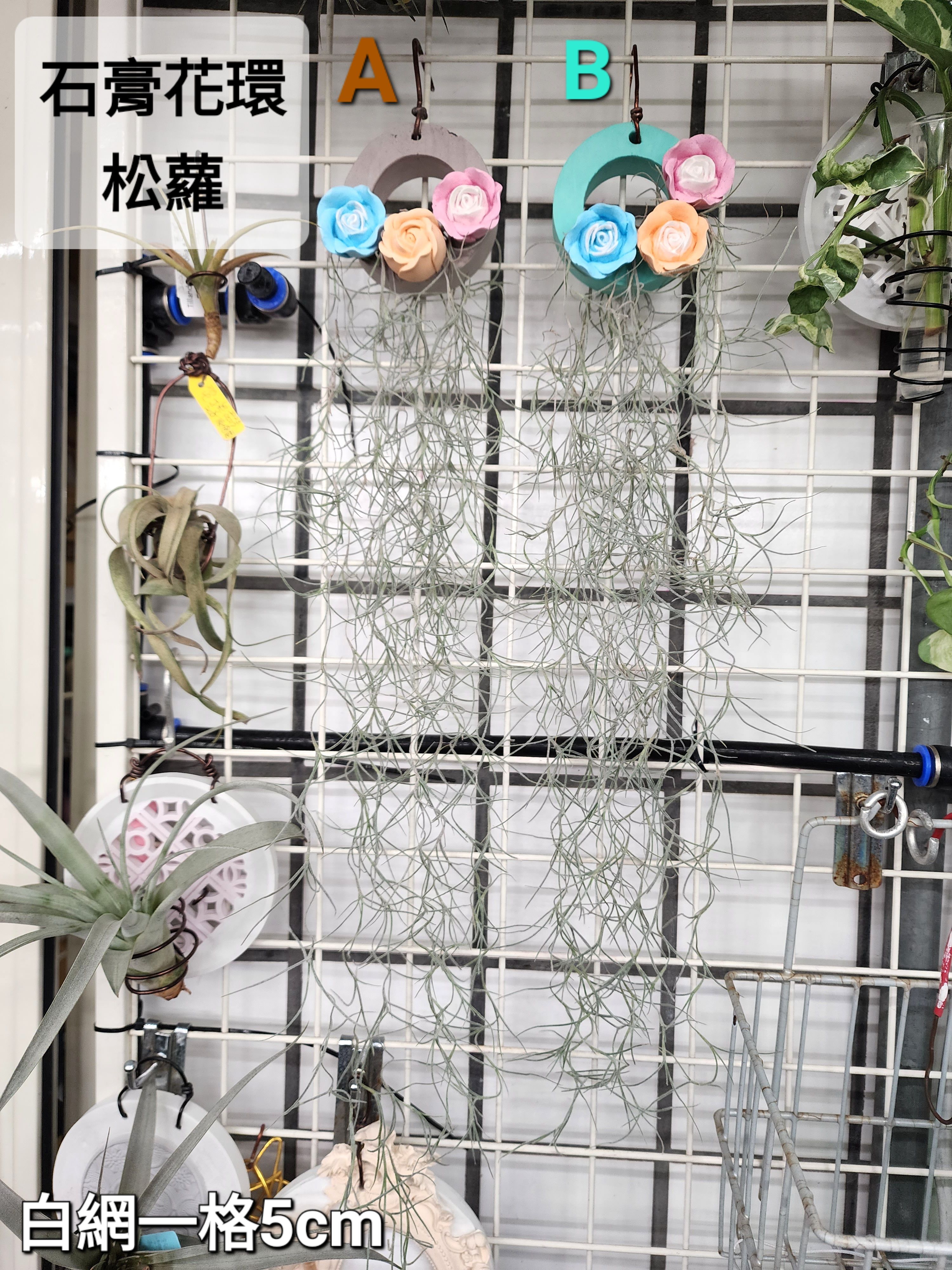 石膏花環松蘿組