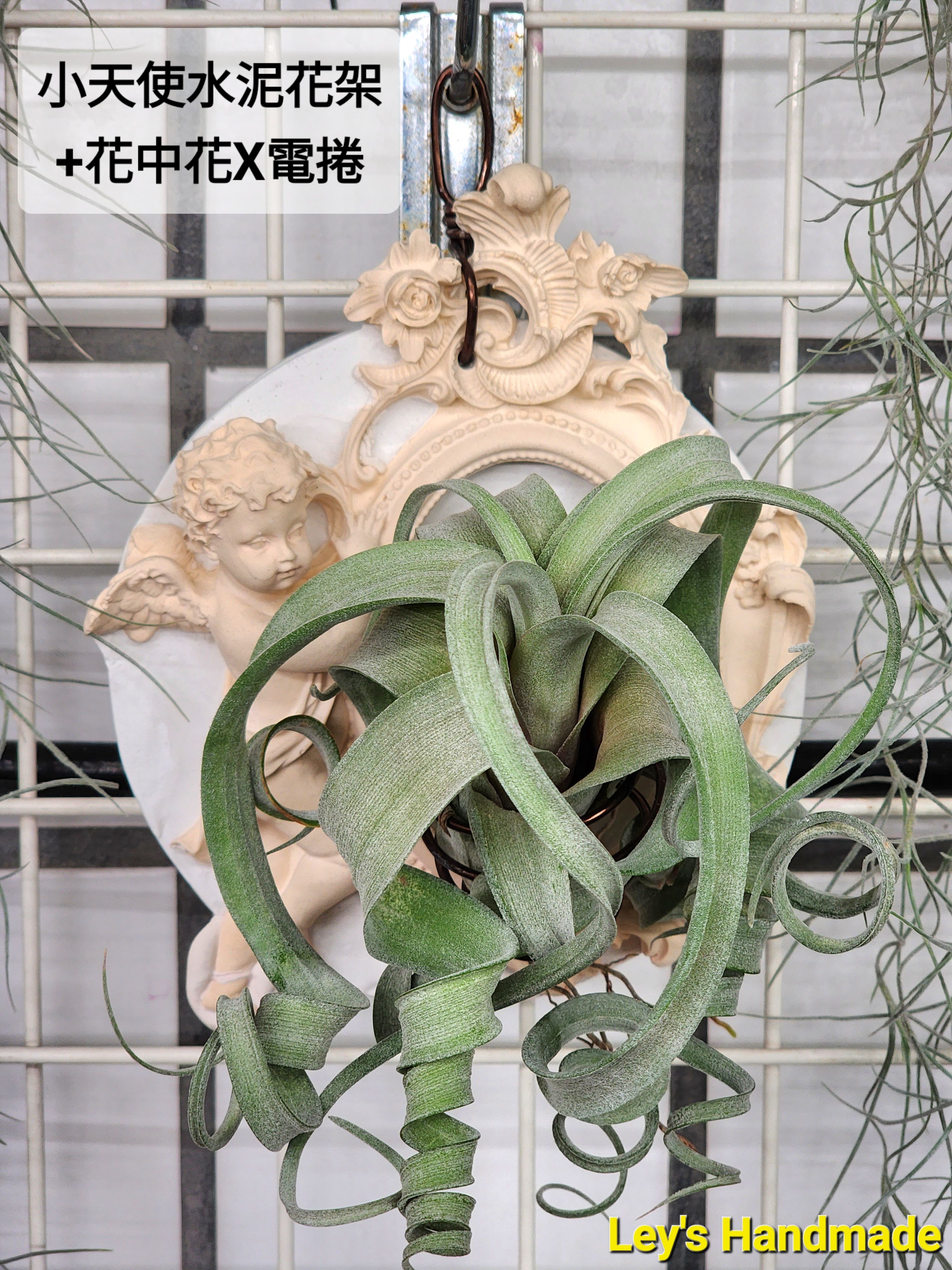 小天使水泥花架附花中花X電捲
