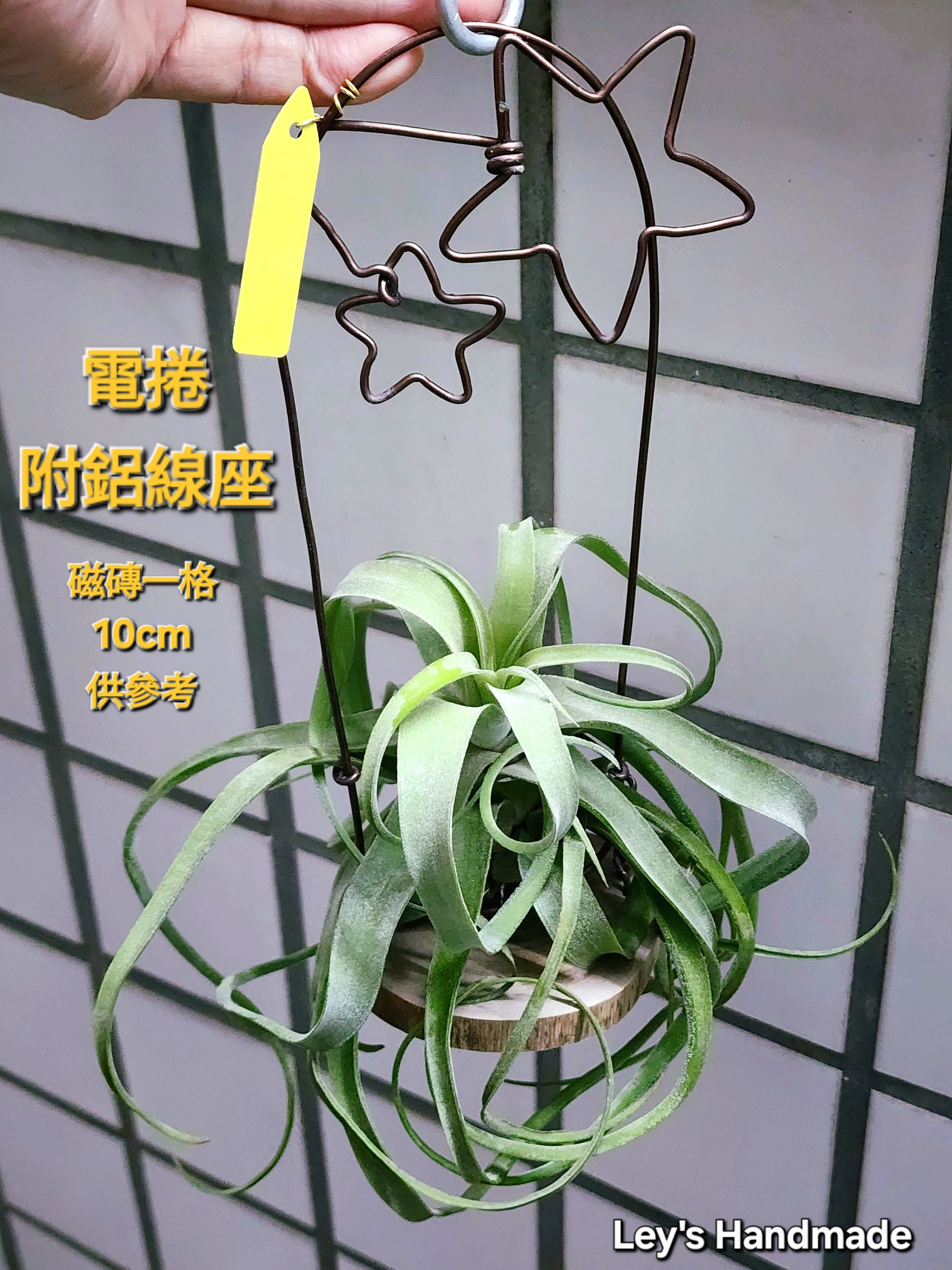 長葉電捲附星星鋁線架