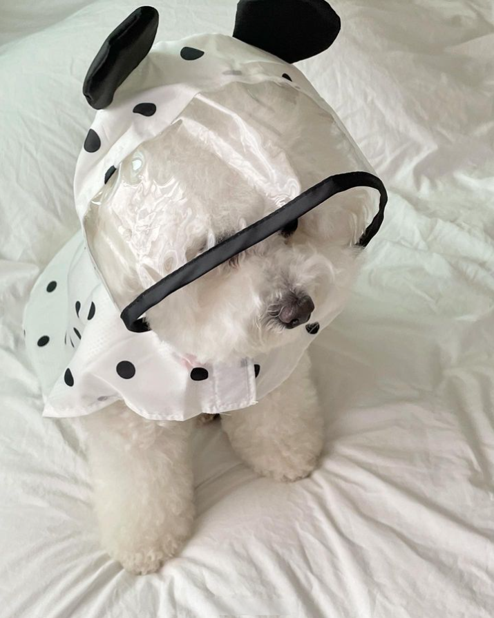 點點雨衣 | SeoliCollection 韓國寵物用品選物