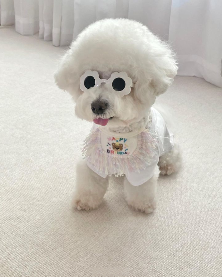 生日快樂領巾 | SeoliCollection 韓國寵物用品選物