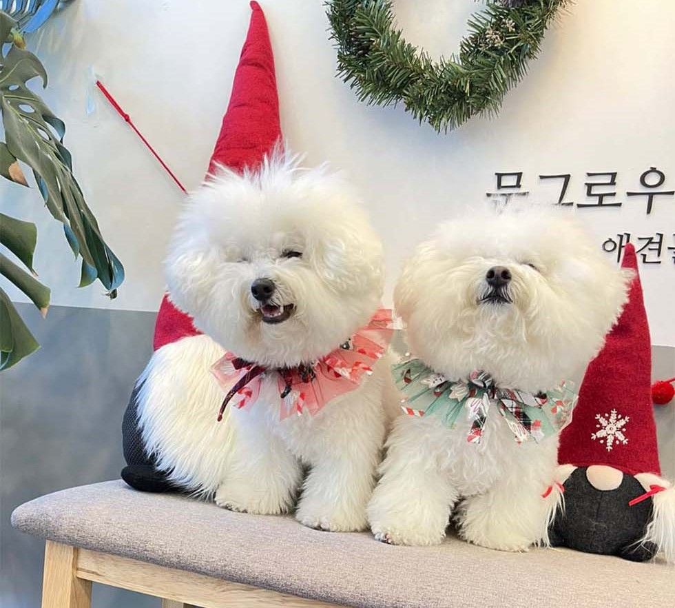 聖誕領巾 | SeoliCollection 韓國寵物用品選物