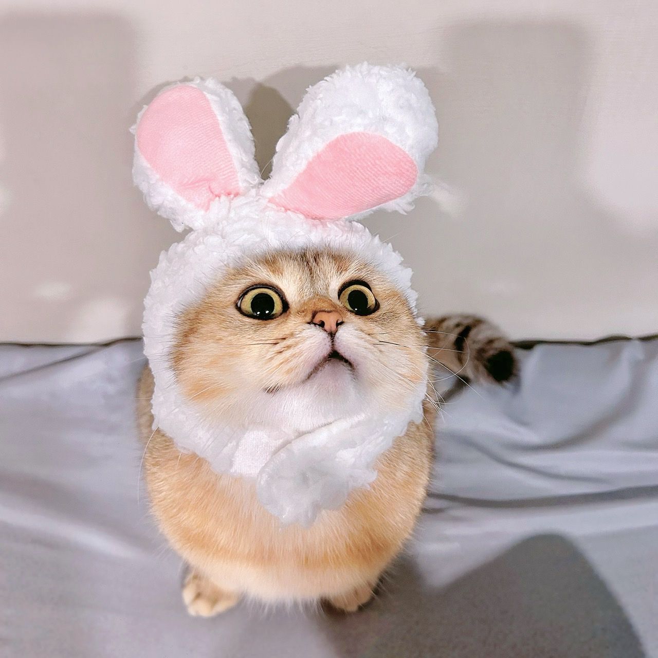 兔子帽 | SeoliCollection 韓國寵物用品選物