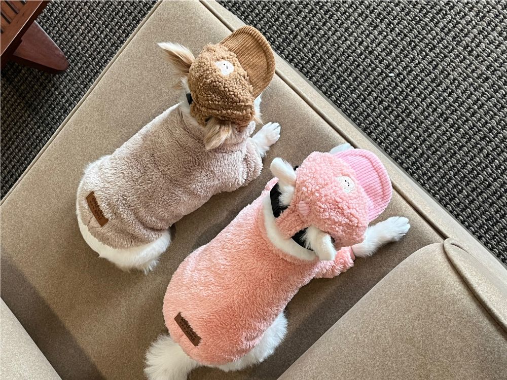 小熊鴨舌帽 | SeoliCollection 韓國寵物用品選物