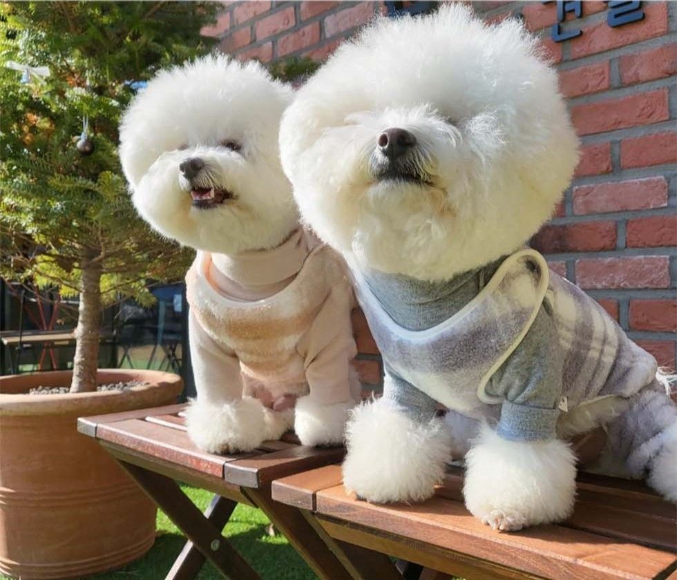 連身吊帶褲 | SeoliCollection 韓國寵物用品選物