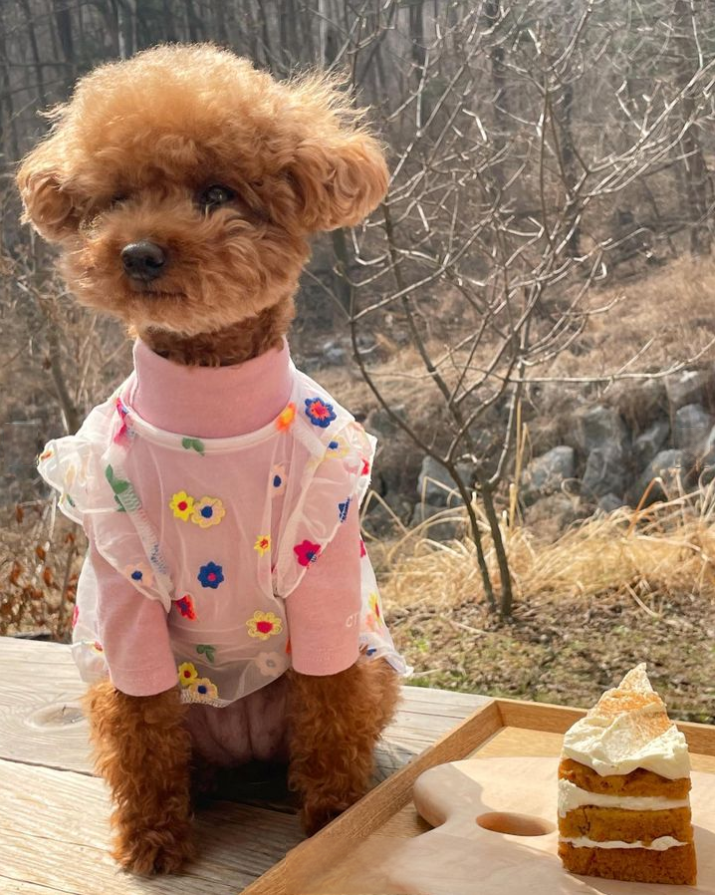 花朵洋裝 | SeoliCollection 韓國寵物用品選物