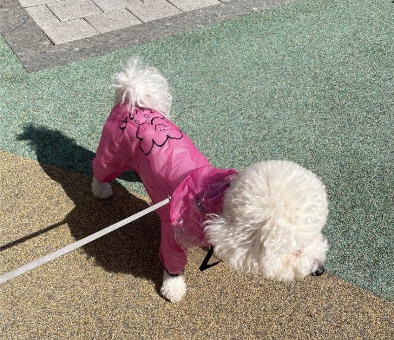 RainyDay 雨衣 | SeoliCollection 韓國寵物用品選物