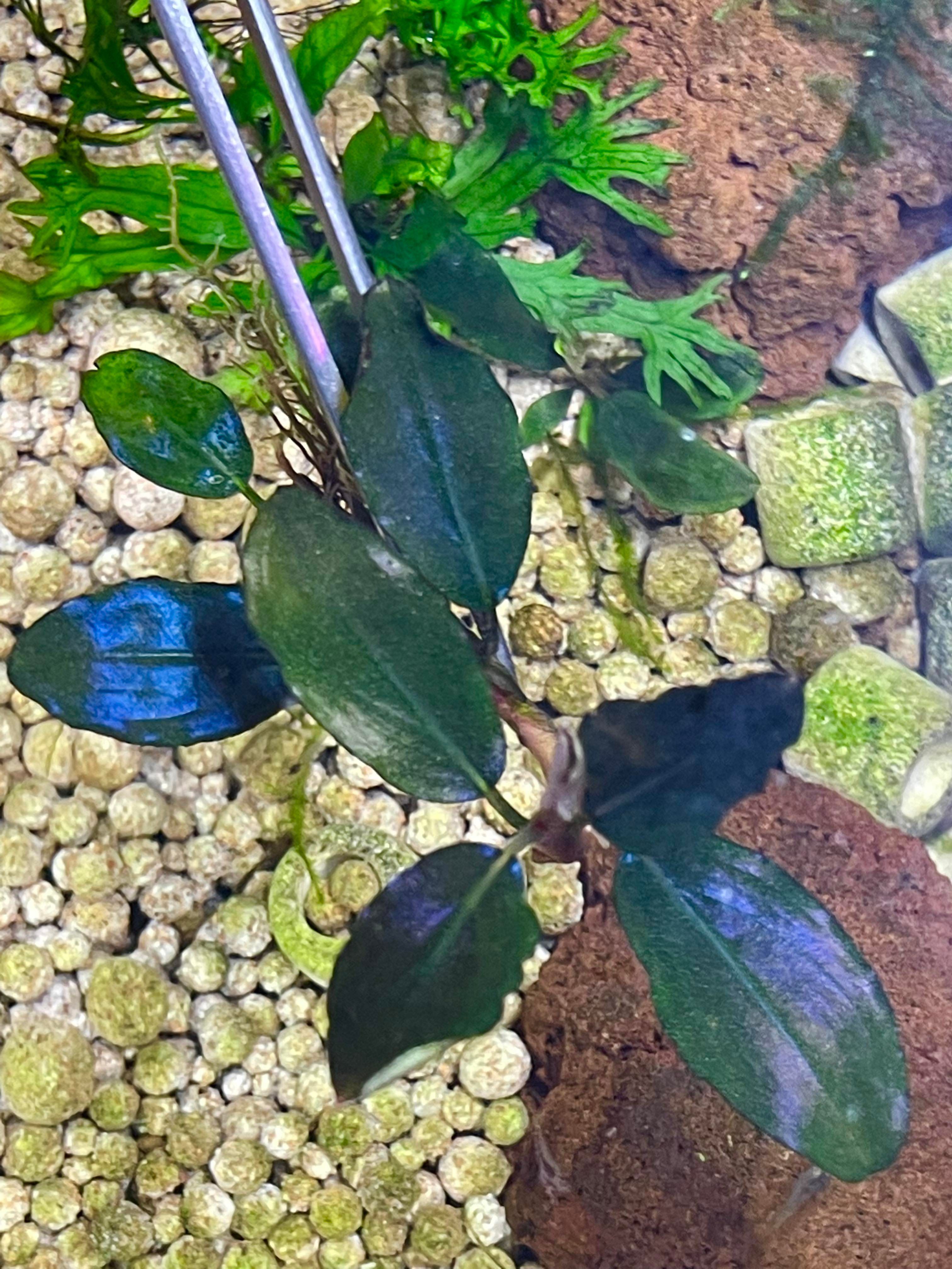 圓葉辣椒榕 特價 2株100