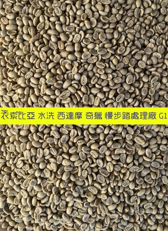 衣索比亞  水洗 西達摩 奇獵 慢步踏處理廠 G1