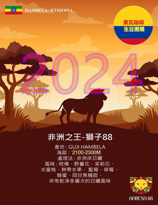 2024衣索比亞 古吉 罕貝拉 非洲之王系列-獅子88日曬 G1