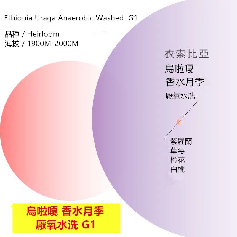 衣索比亞 烏啦嘎 香水月季 厭氧水洗 G1