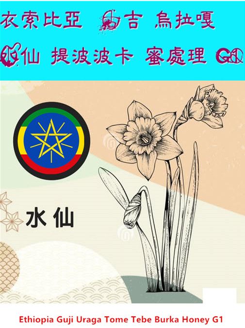 衣索比亞 水洗 古吉 烏拉嘎 水仙 提波波卡 蜜處理 G1