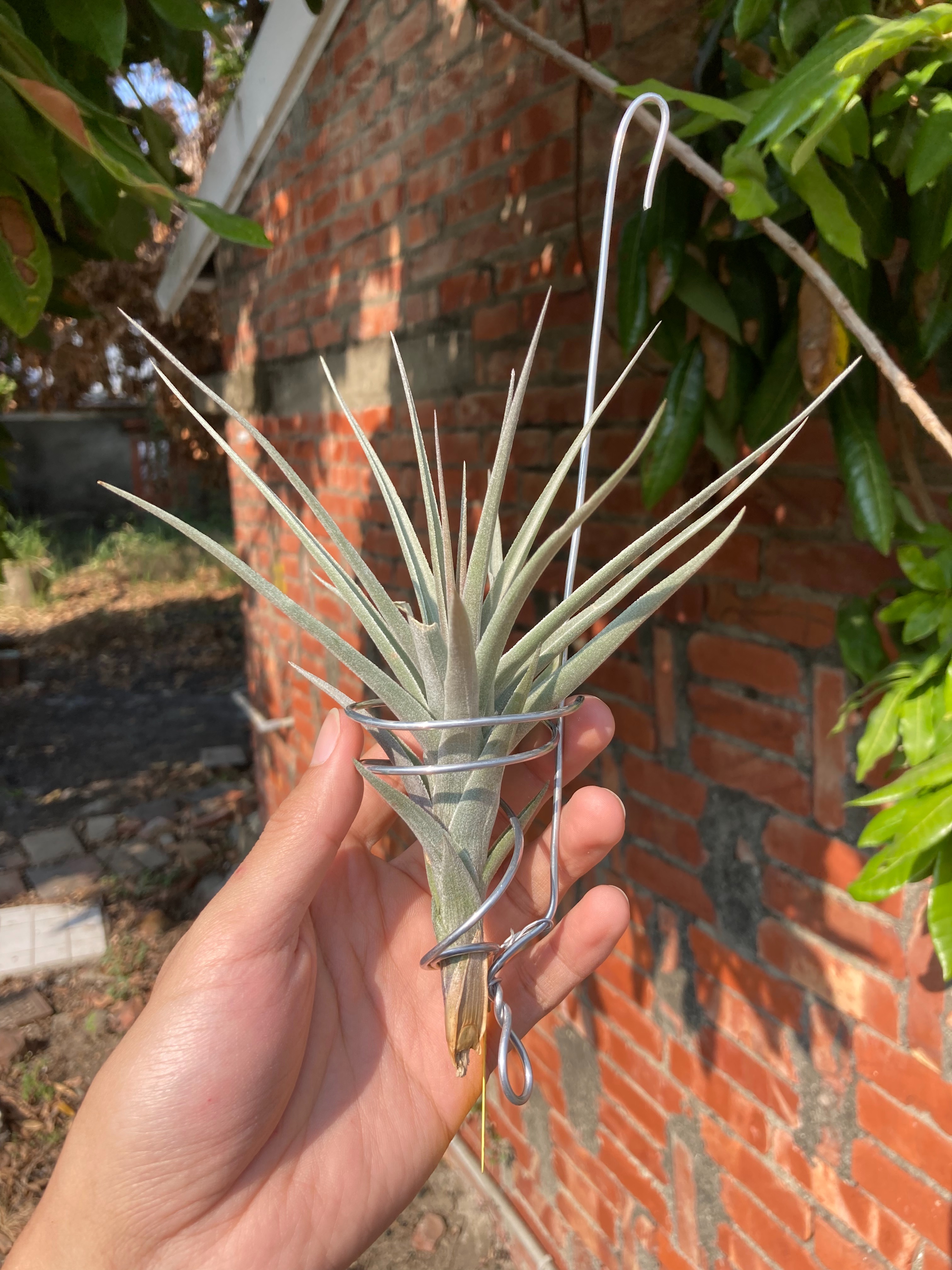 Tillandsai aeranthos purple X purpurea 紫羅蘭x紫衣（DVF）