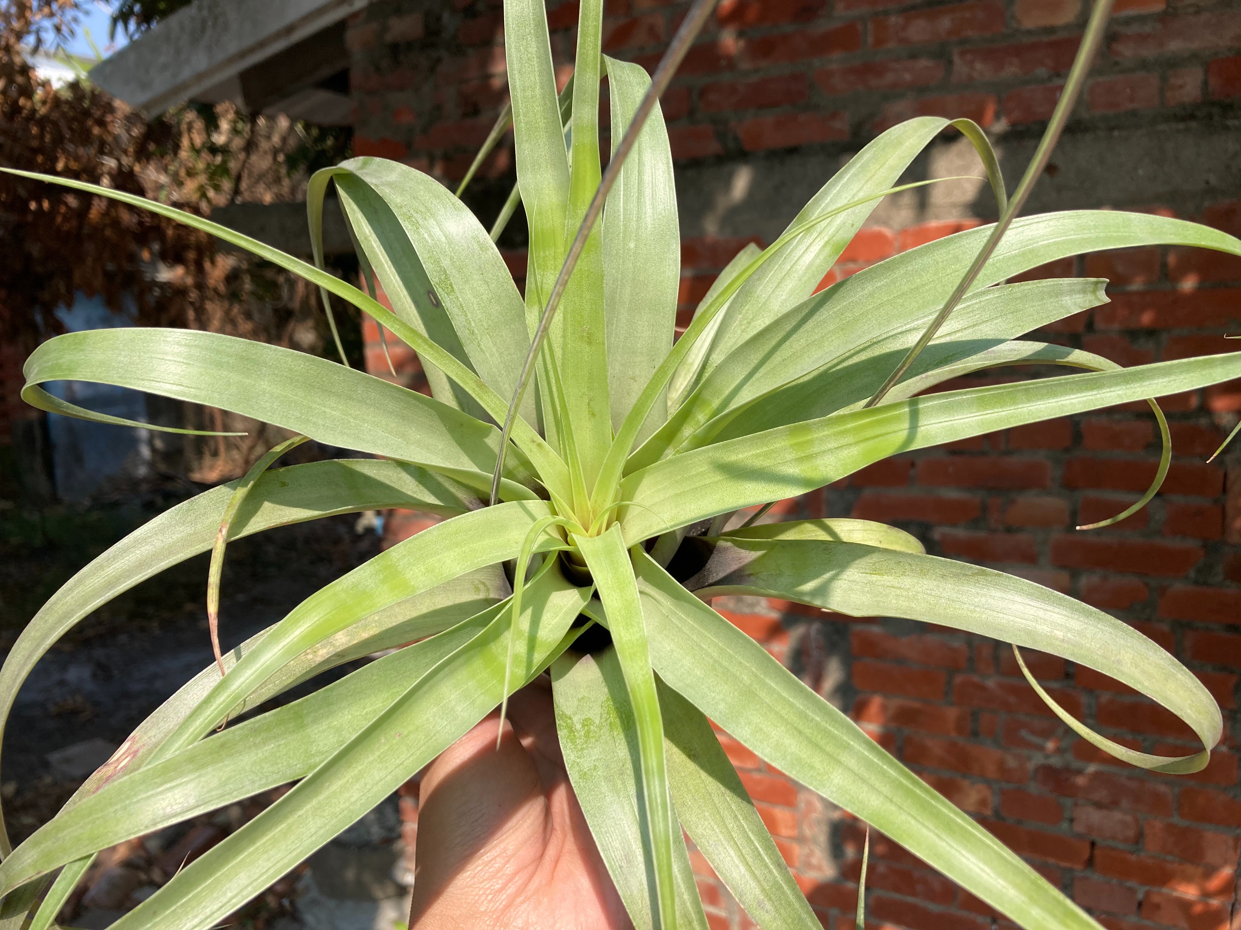 Tillandsia elongata（DVF）