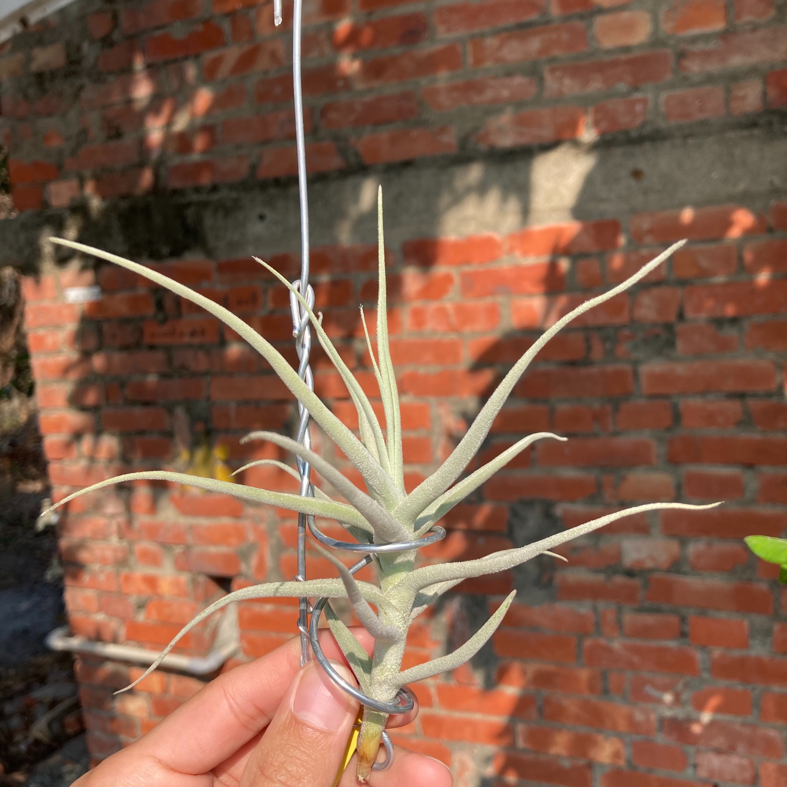 Tillandsia jequiensis（DVF）
