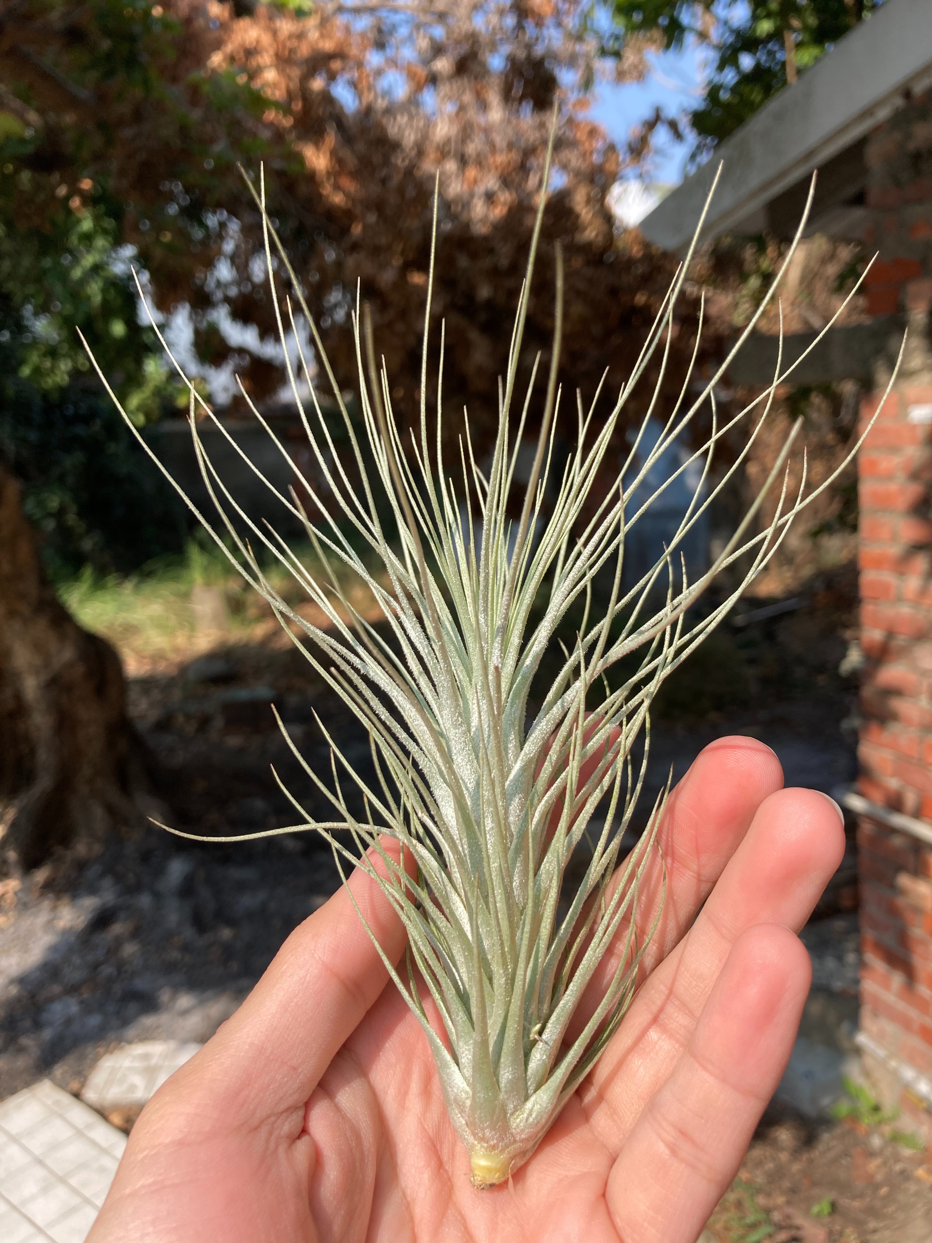 Tillandsia heteromorpha var. rauhii 大狐尾變異（DVF）