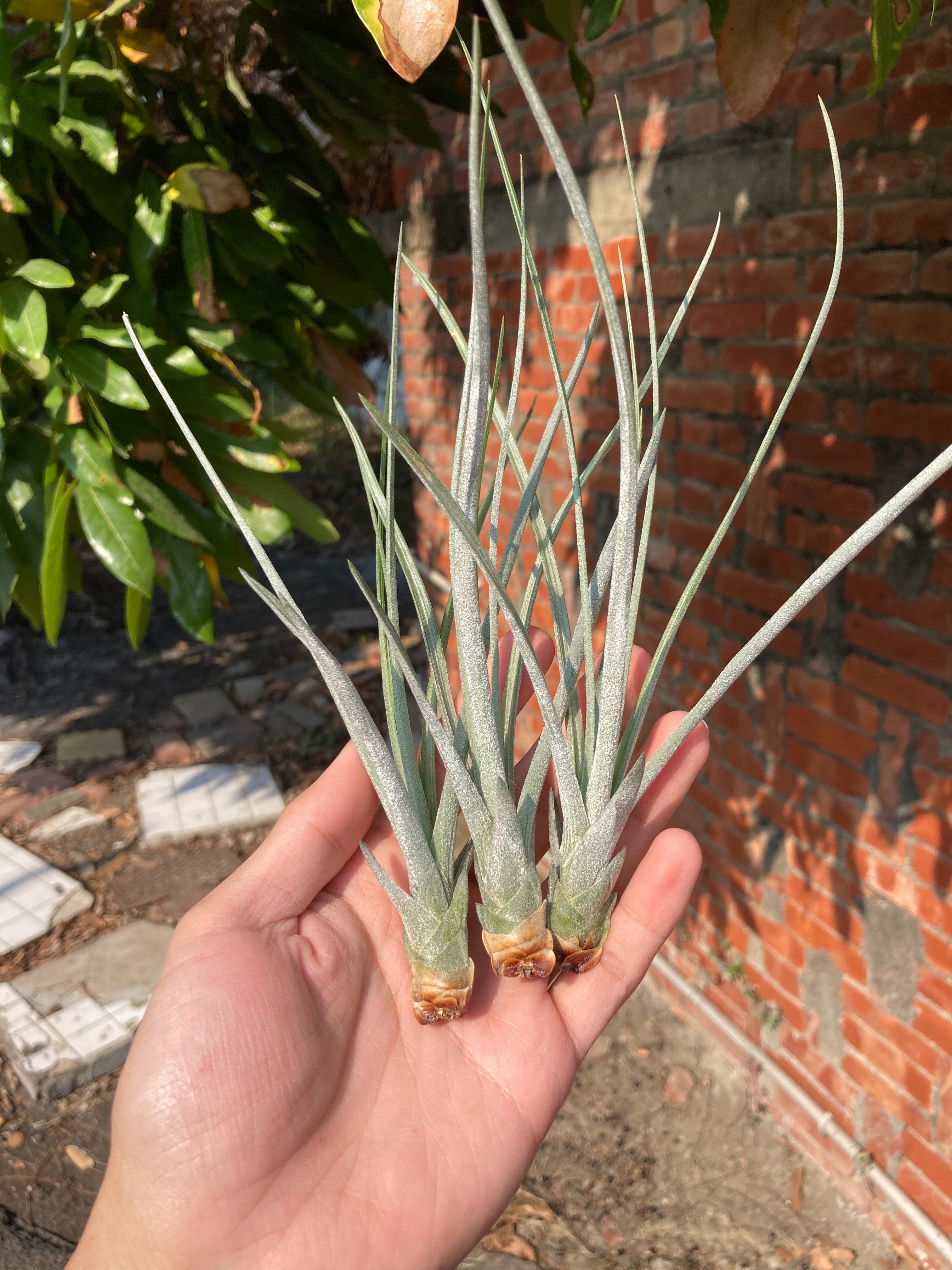 Tillandsia chapalillaensis（DVF）