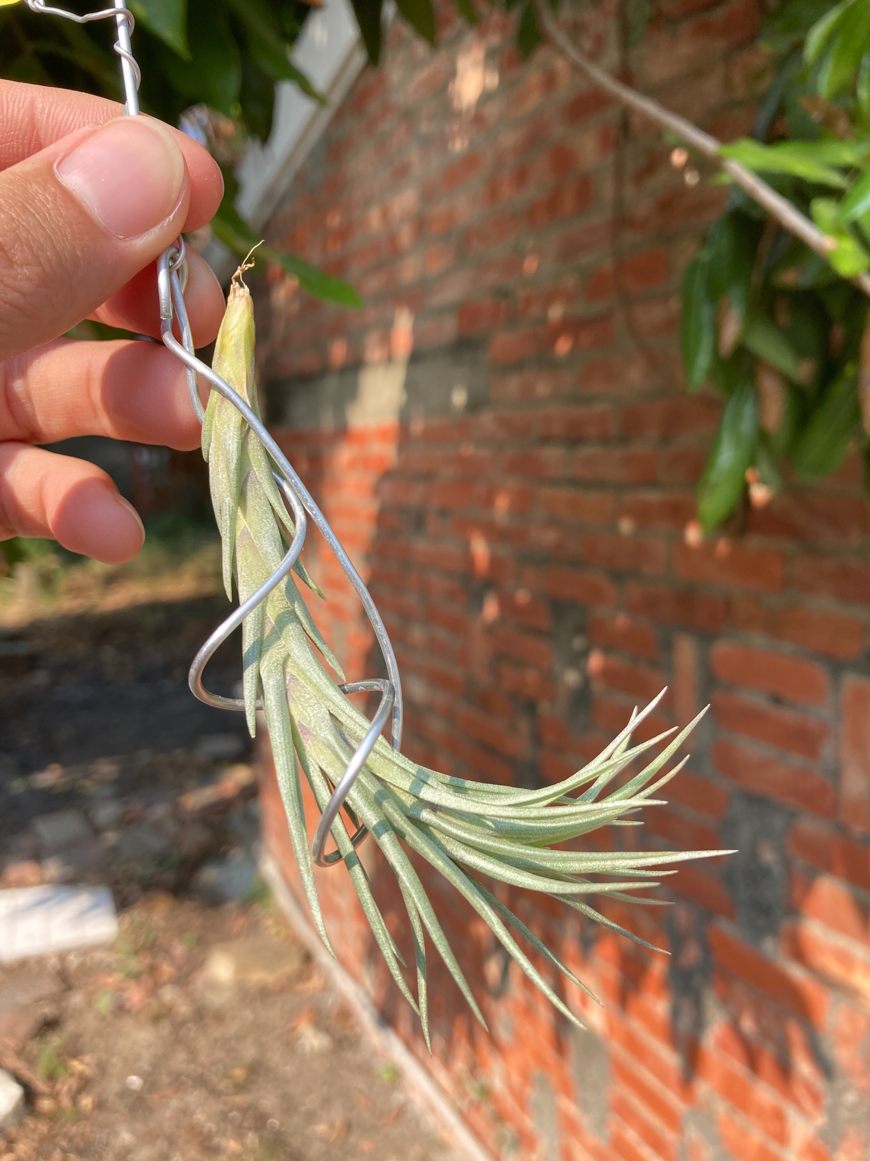 Tillandsia tenuifolia Silver Comb 紫水晶（DVF）