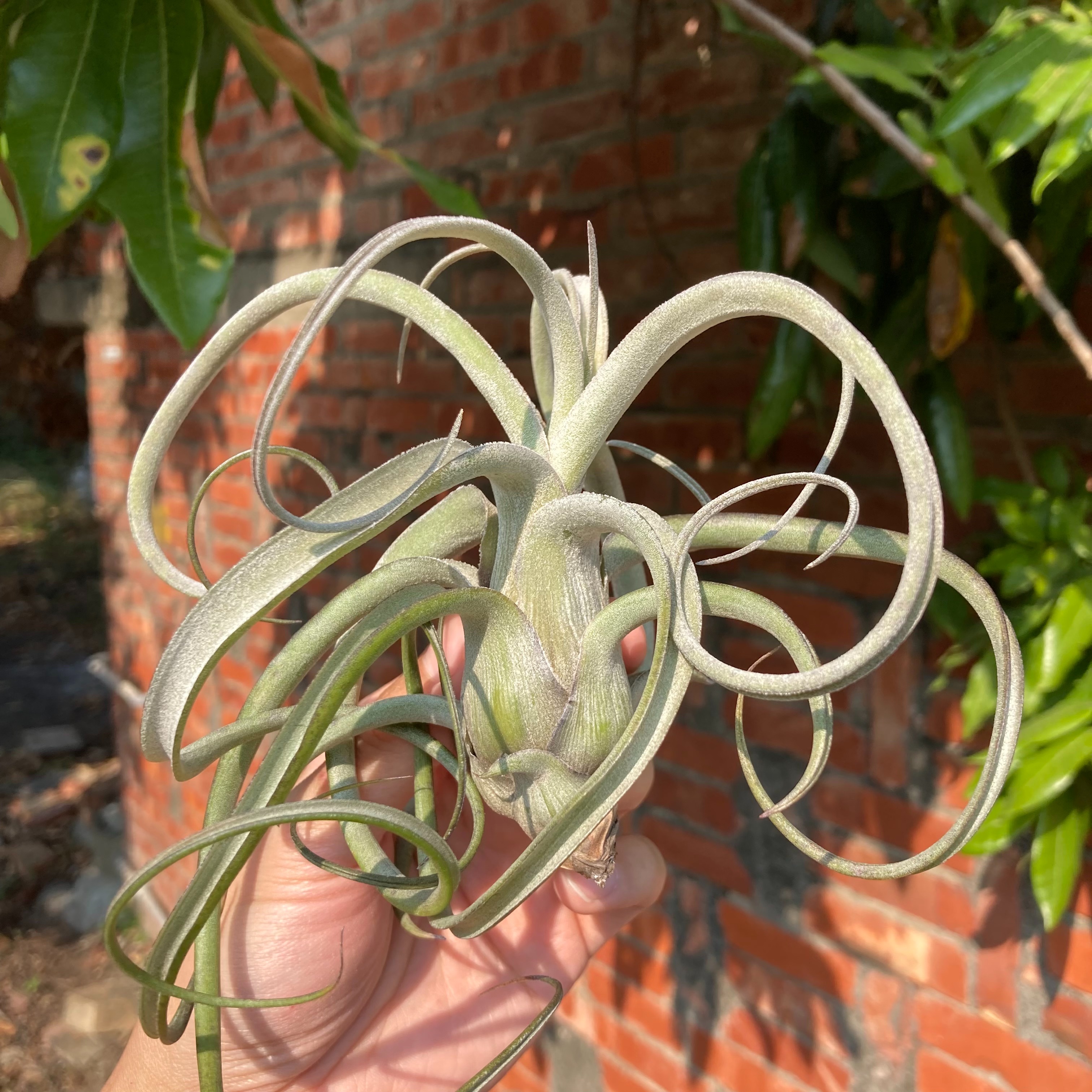 Tillandsia baileyi X streptophylla 貝利藝x電捲