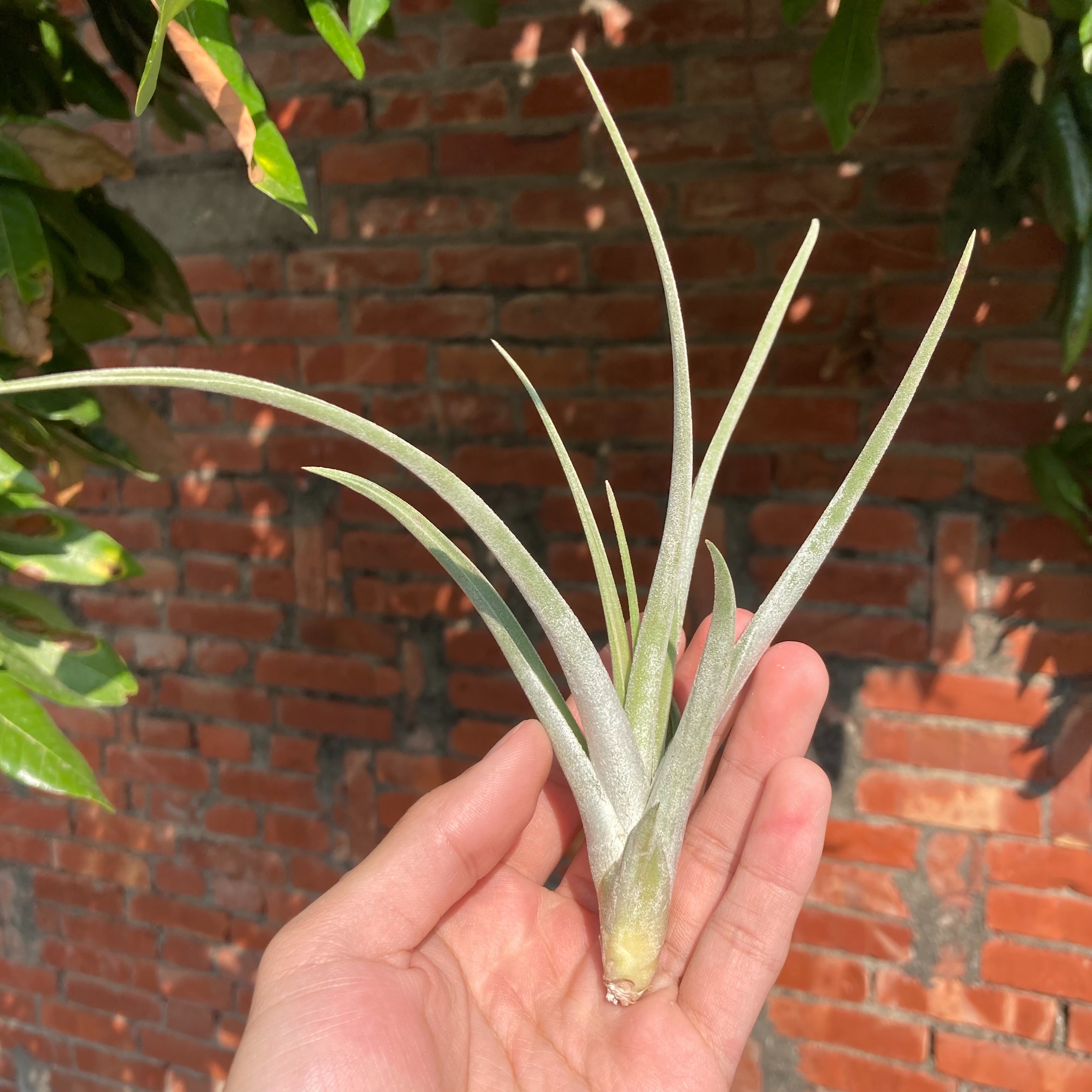 Tillandsia caput-medusae X karwinskyana 女王x卡文斯基（TH）
