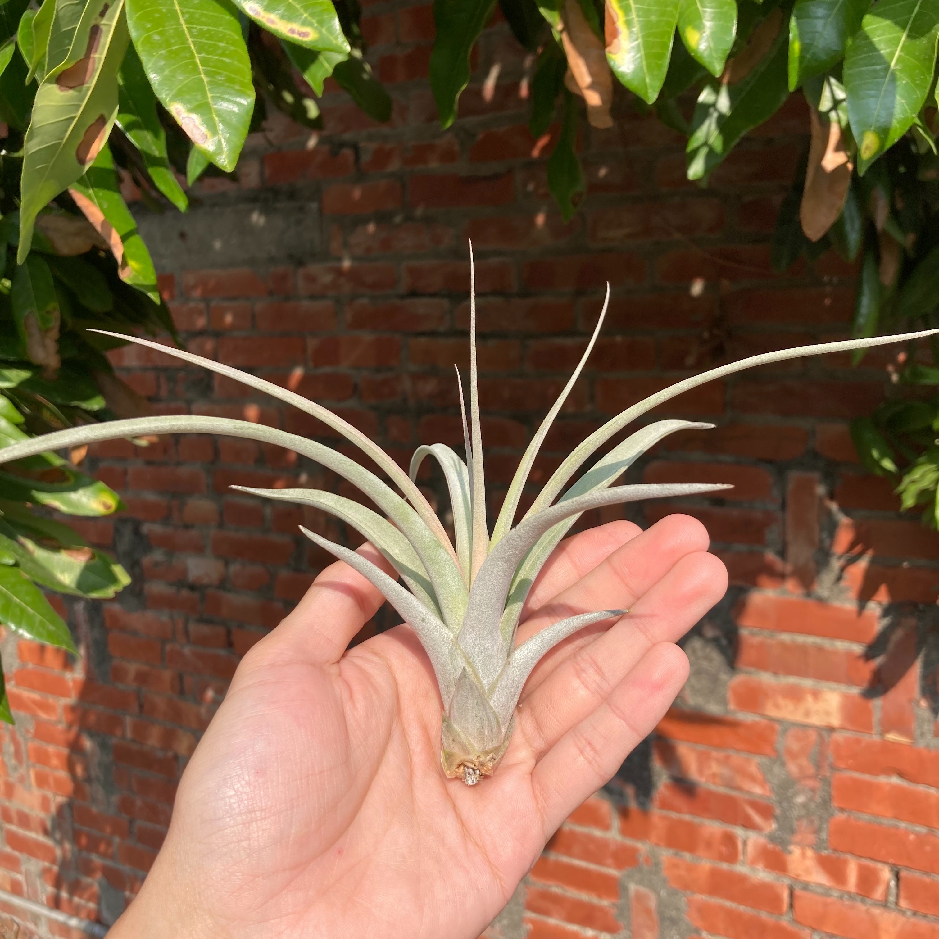 Tillandsia chiapensis X concolor 香檳x空可樂 （RFI）