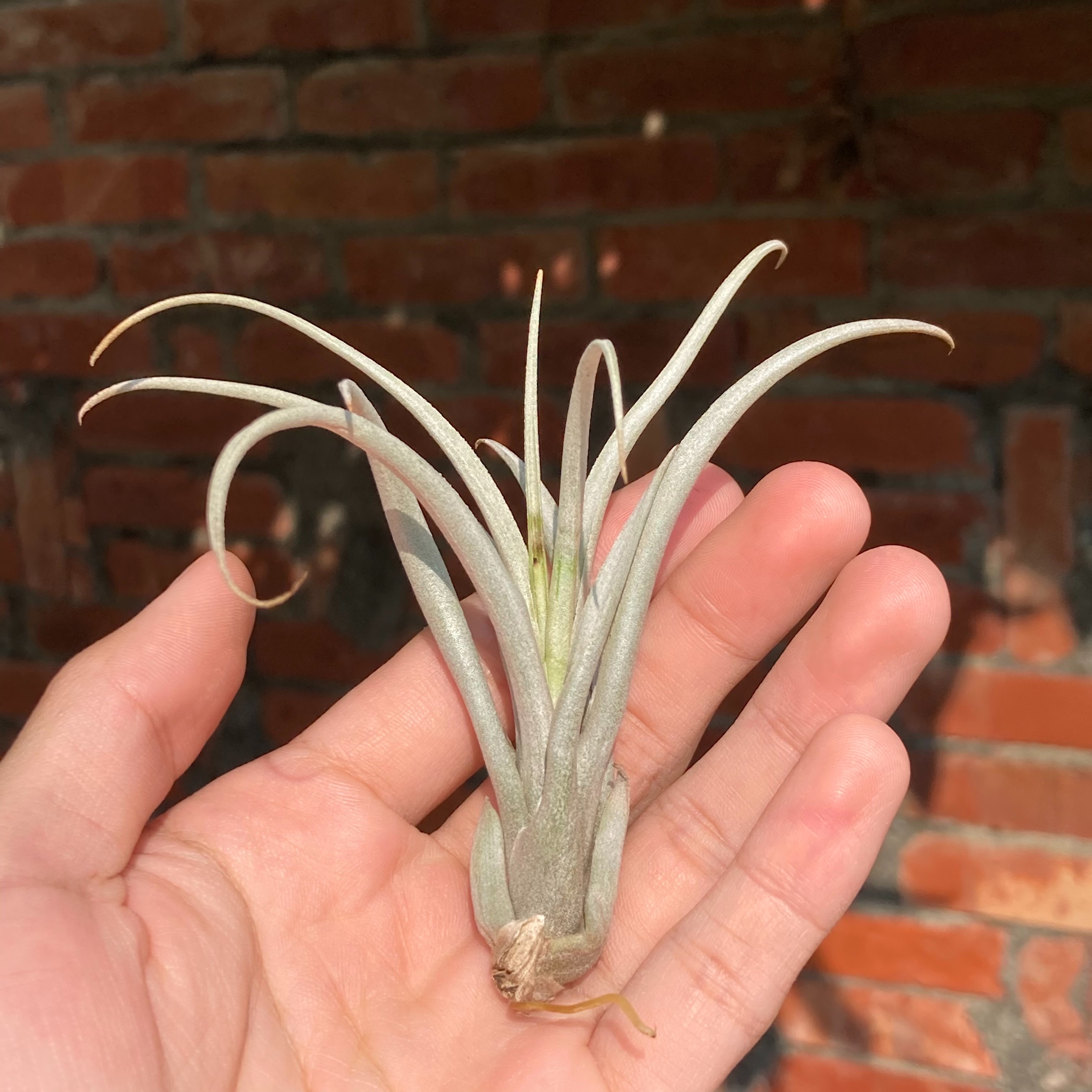 Tillandsia pseudomicans（BRT）