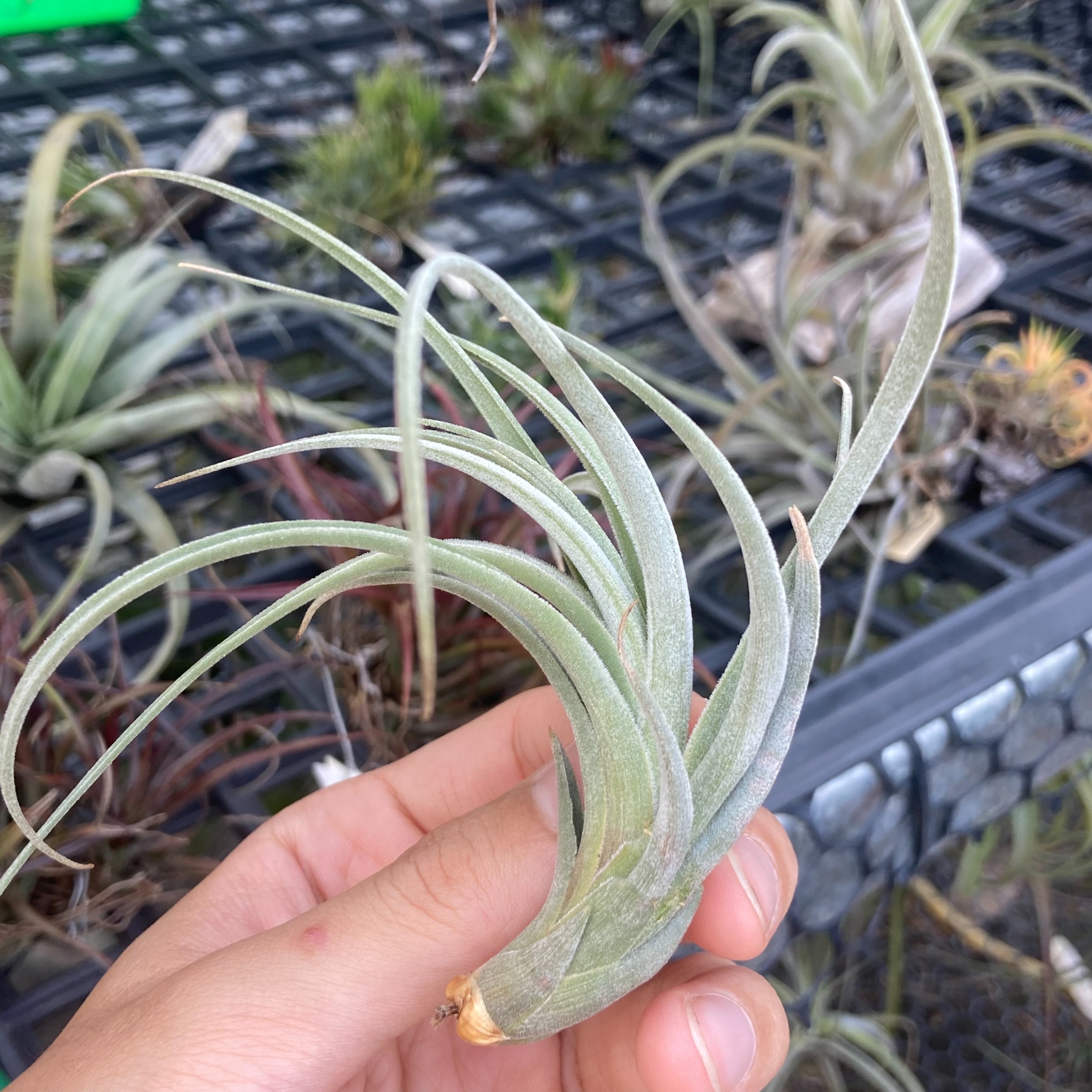 Tillandsia koehresiana（BRT）