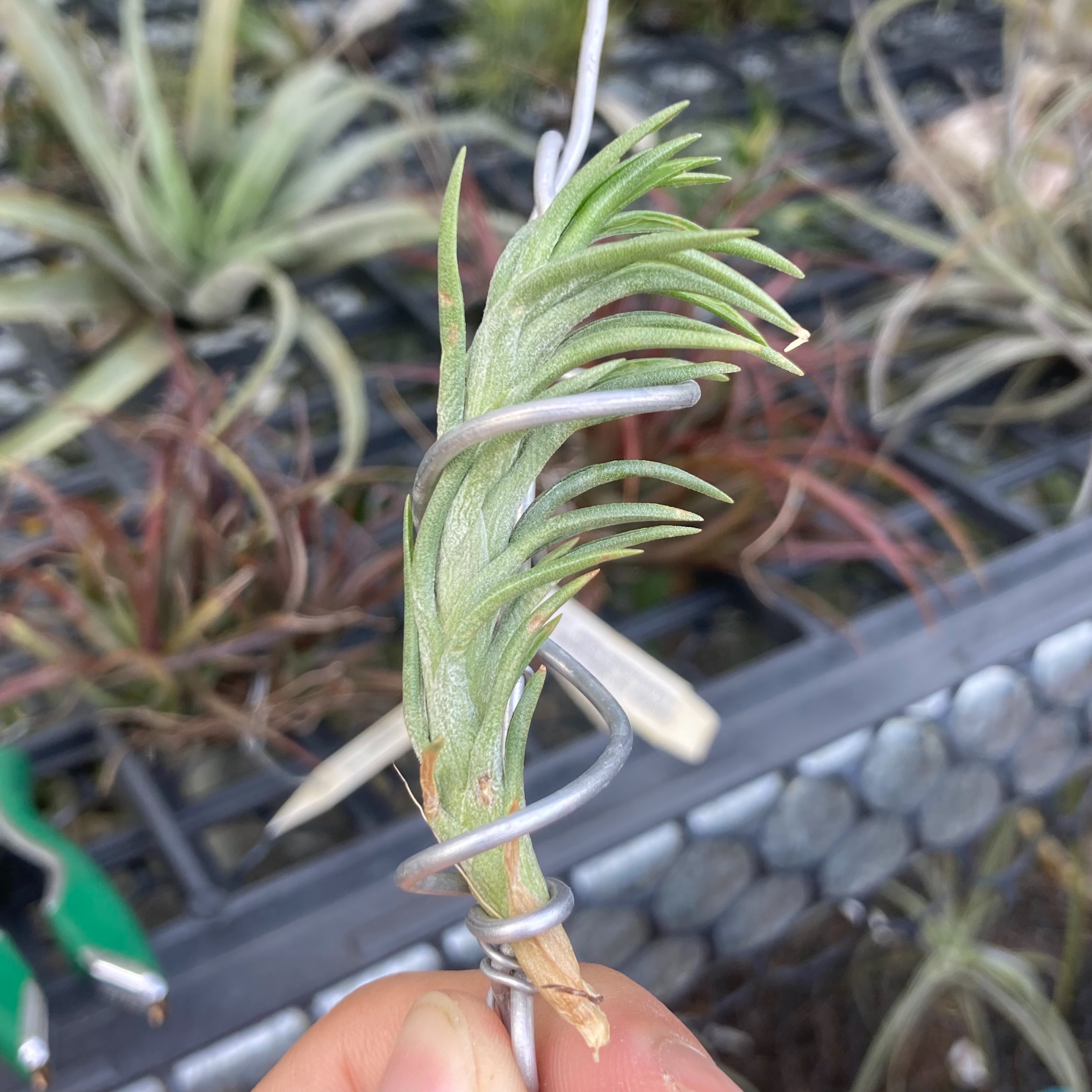 Tillandsia araujei v. araujei 阿珠伊變異（BRT）
